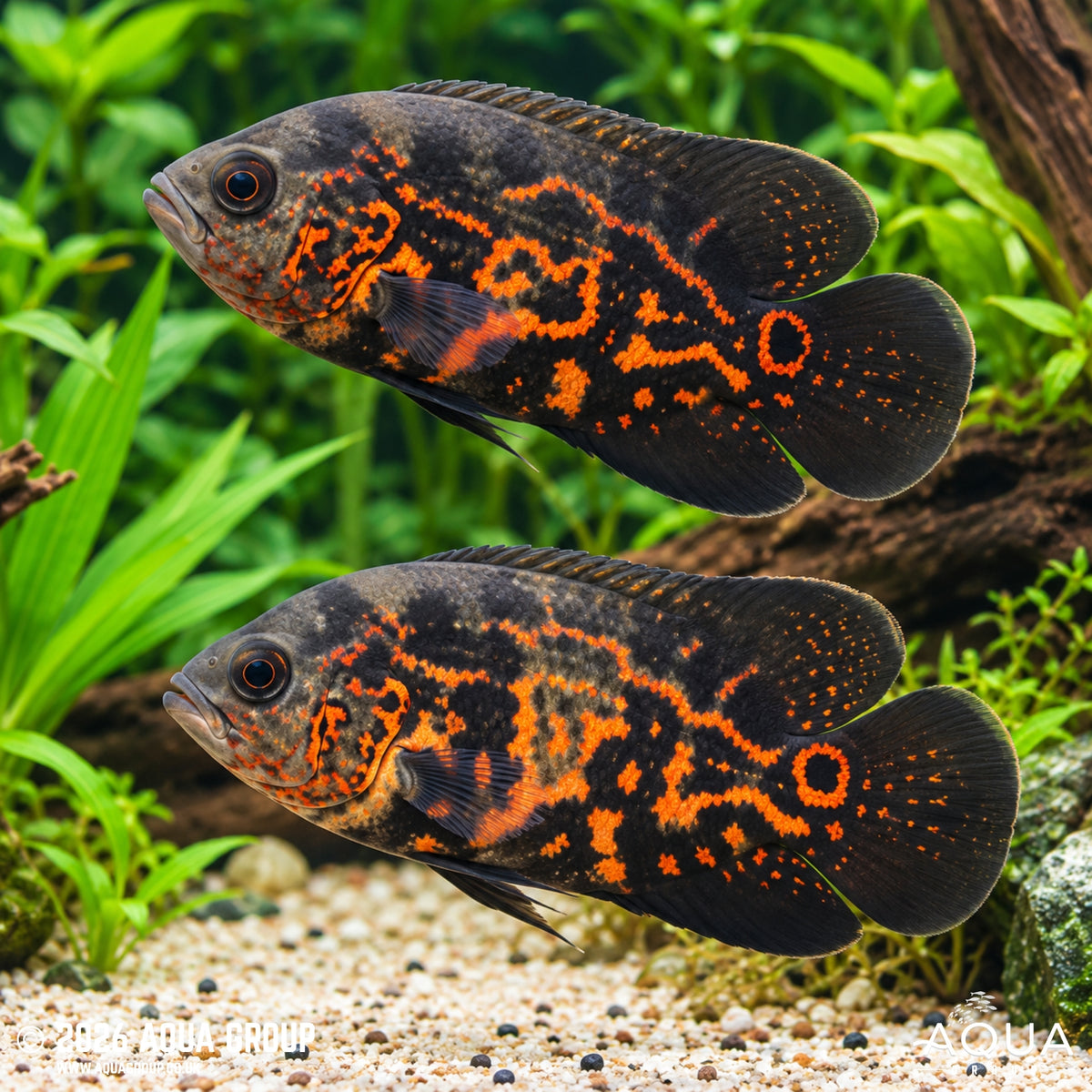 A Grade Black Tiger Oscar - Astronotus ocellatus var