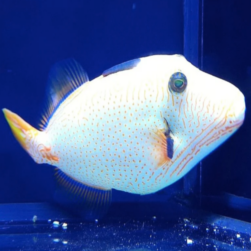 Aberrant Undulated Trigger (Xanthic) - Rare Fish | Aqua Group