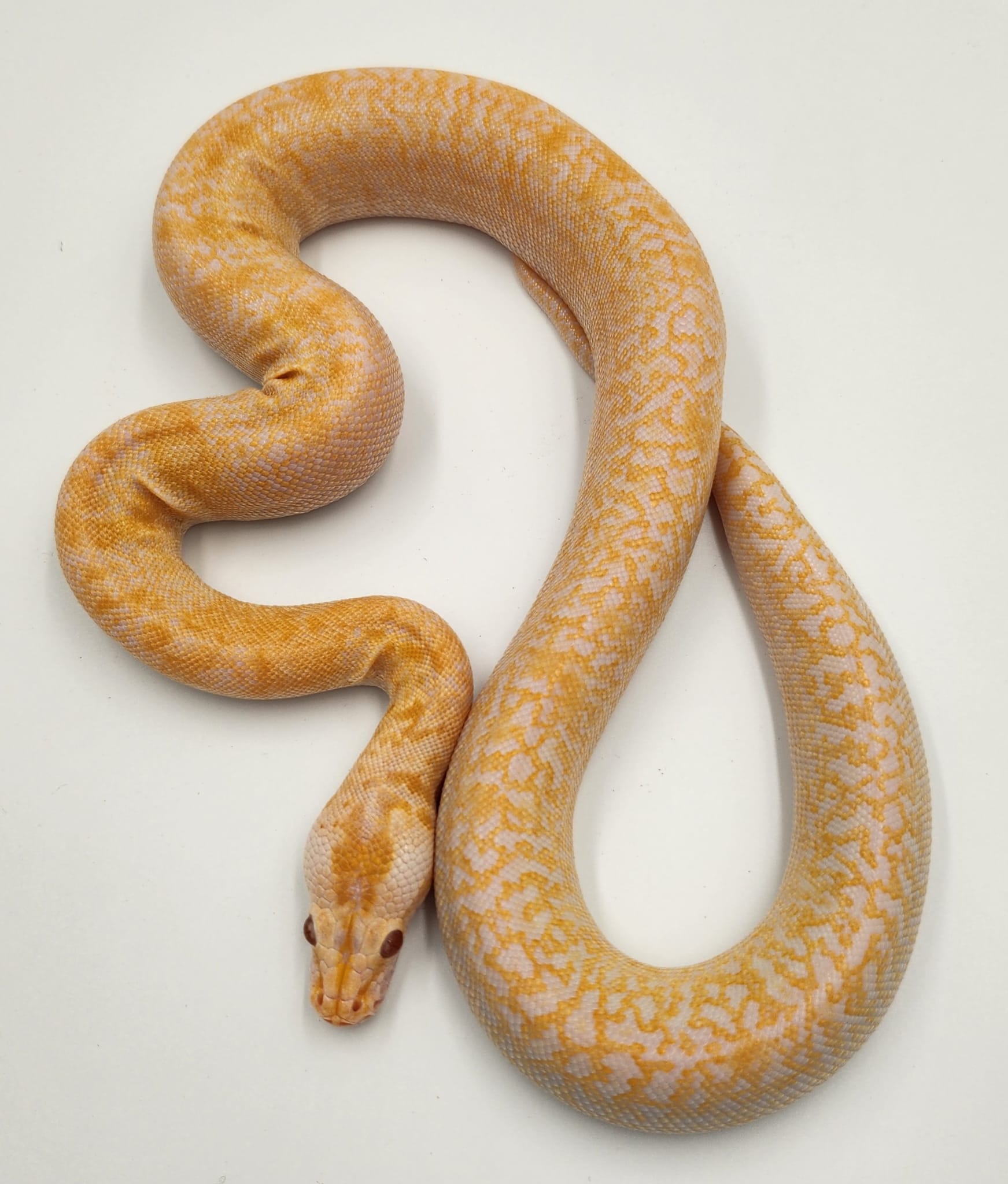 Albino Granite F4 50% Dwarf Burmese Python-Female