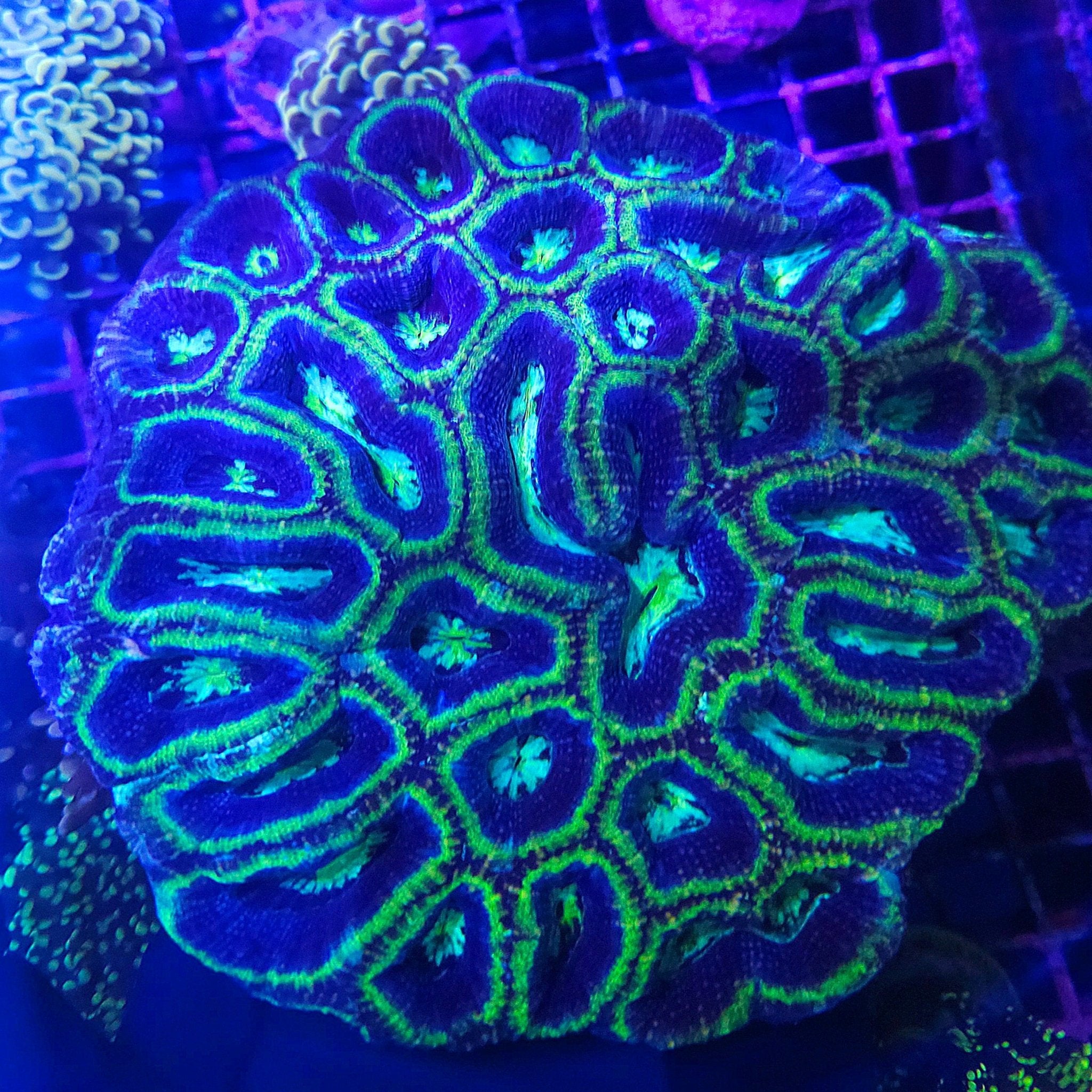 Blue/Purple/Green Acanthastrea Bowerbanki