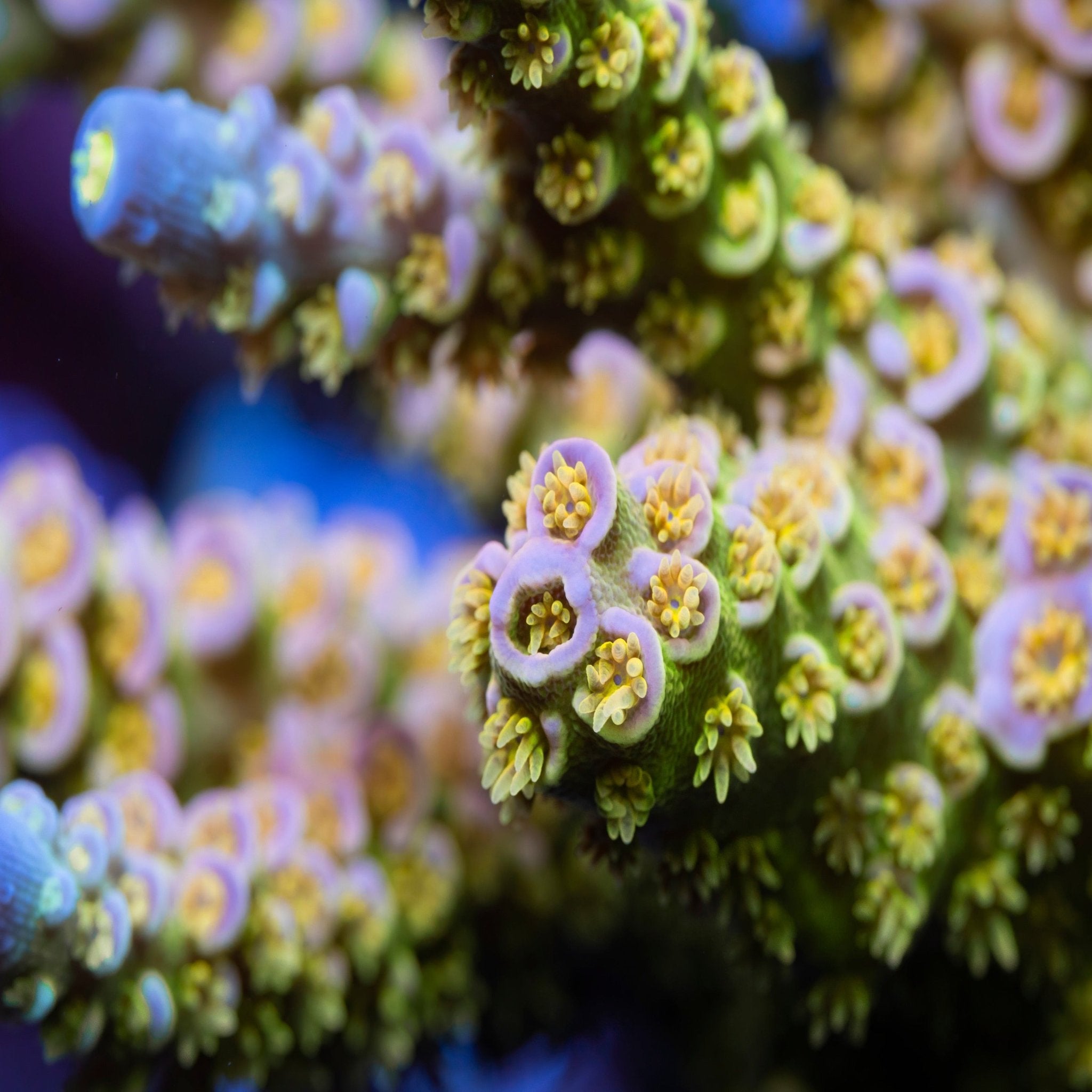 Acropora Colony Ultras