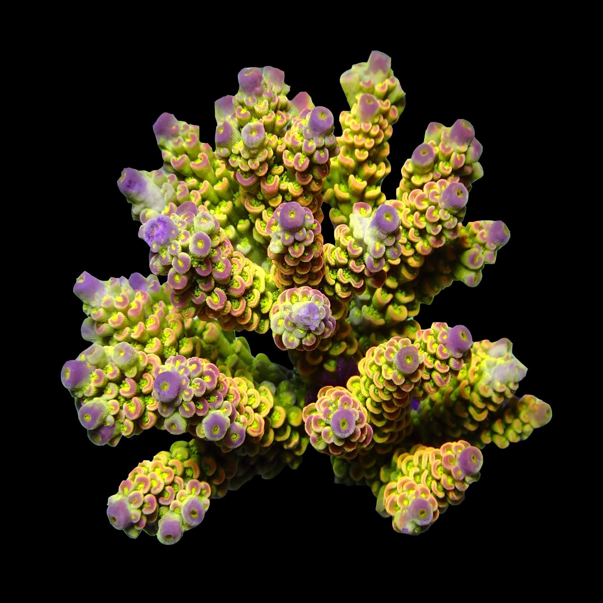 Acropora Colonys