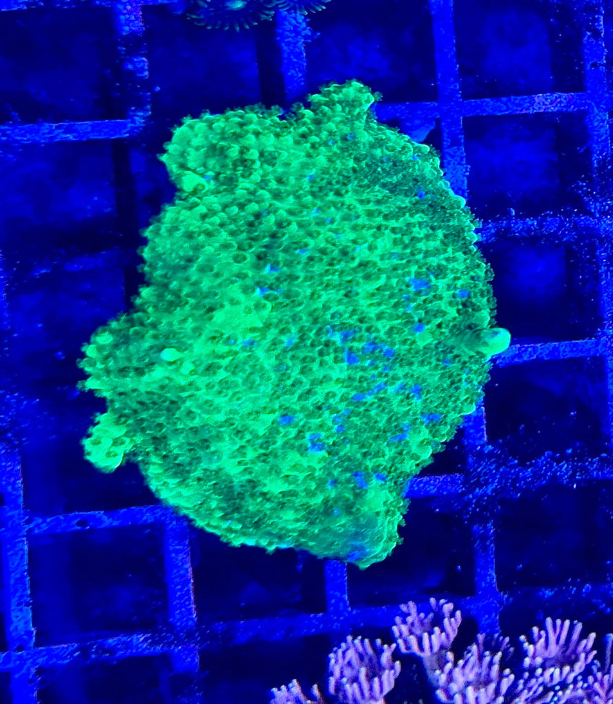 Acropora Green Coral | Aqua Group