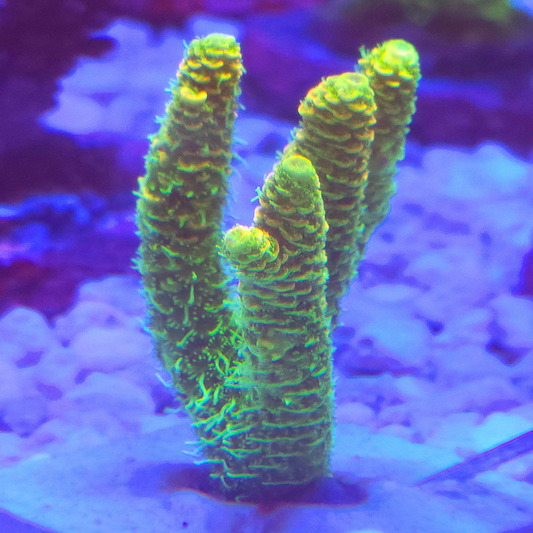 Acropora Mini Colony