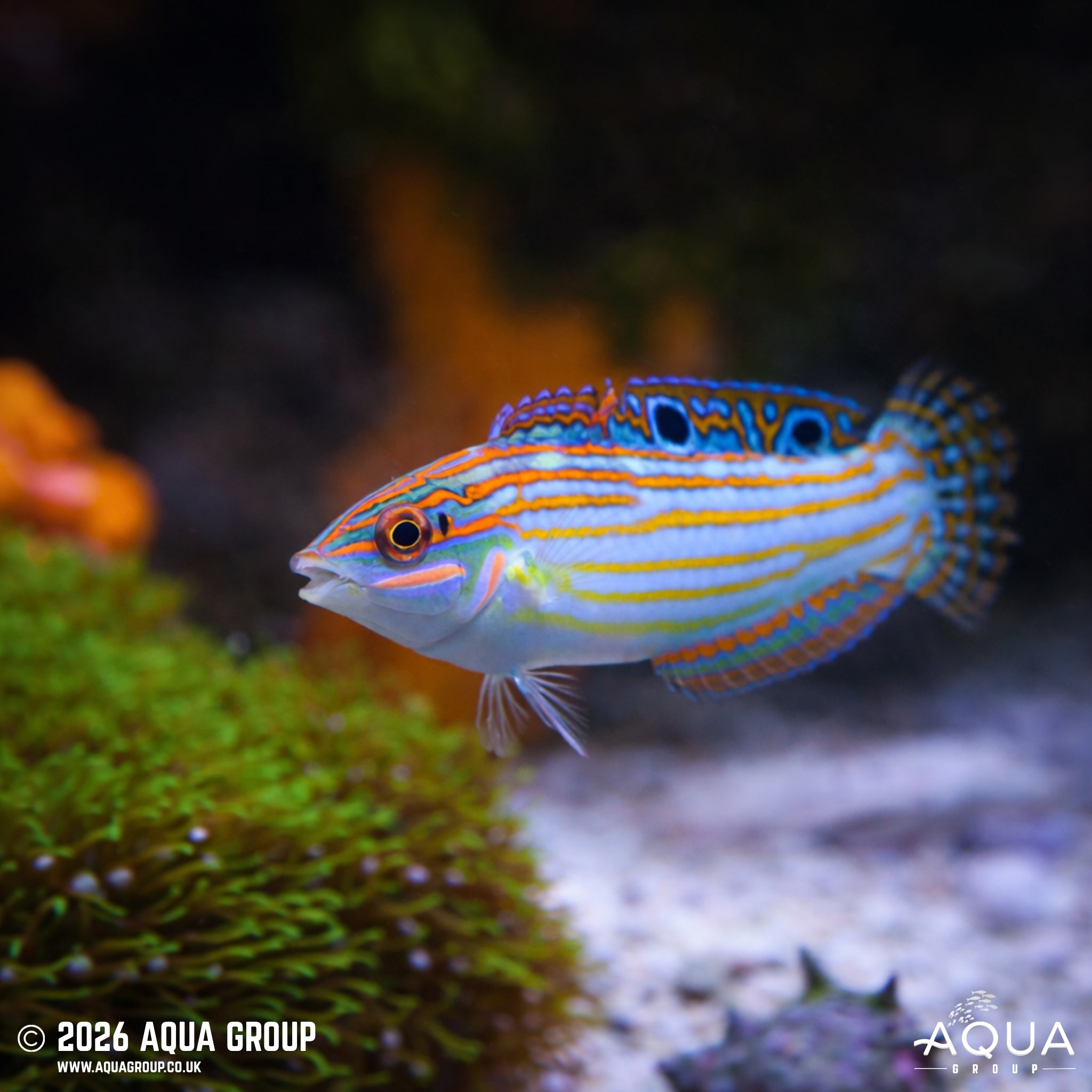 Adorned Wrasse - Halichoeres cosmetus - Aqua Group