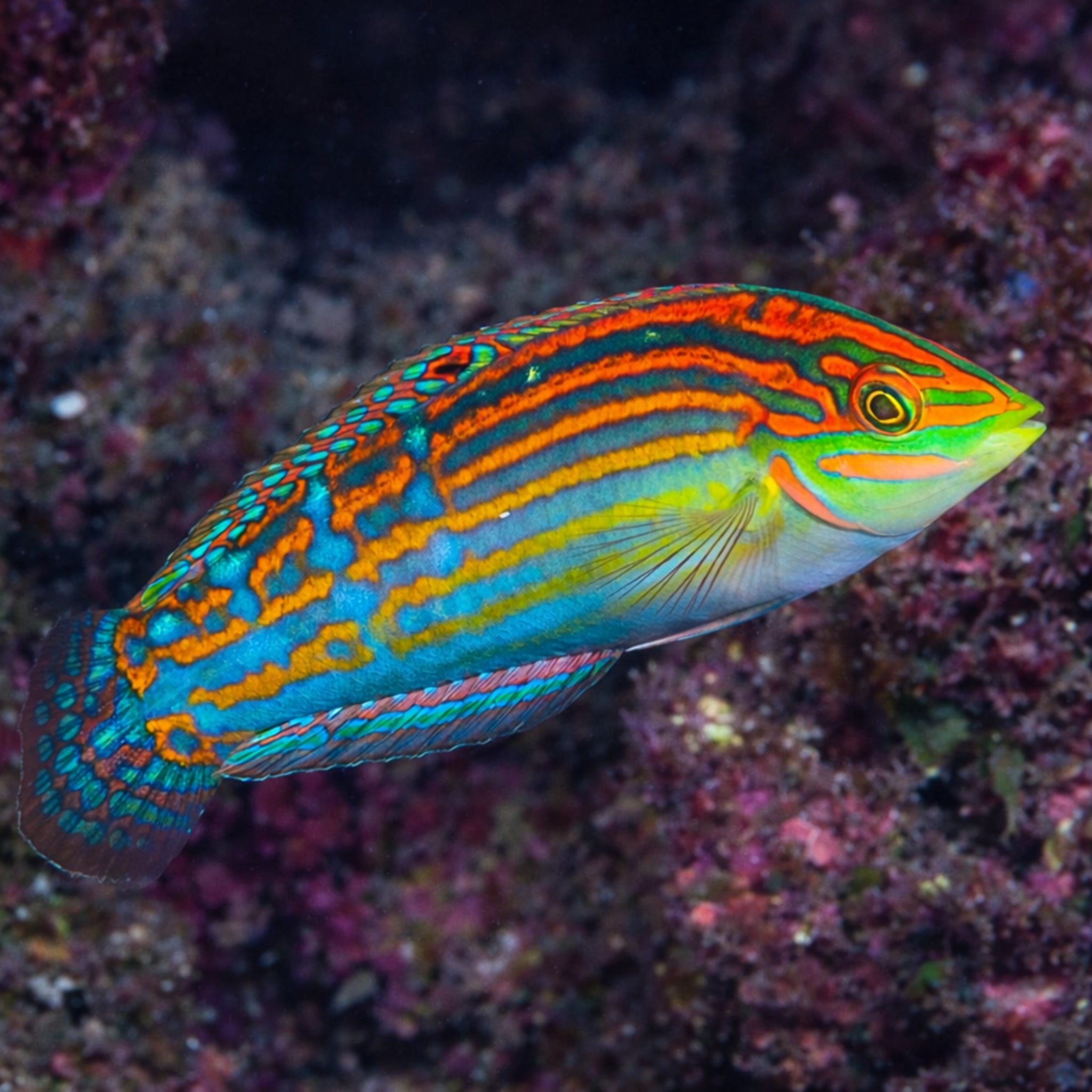 Adorned Wrasse - Halichoeres cosmetus - Aqua Group