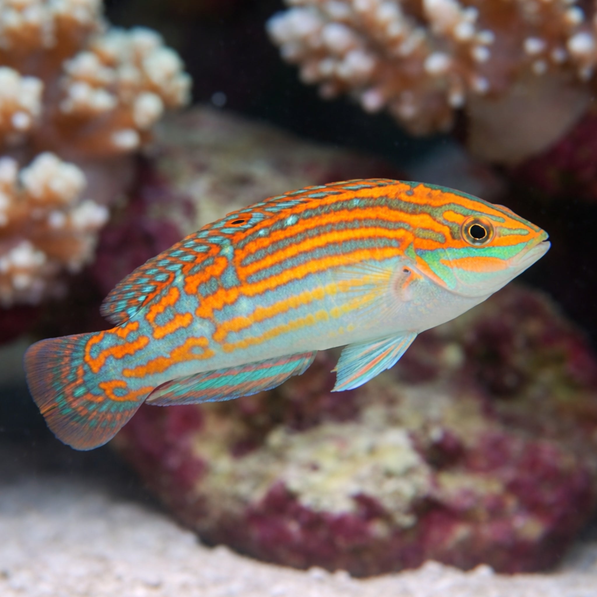 Adorned Wrasse - Halichoeres cosmetus - Aqua Group