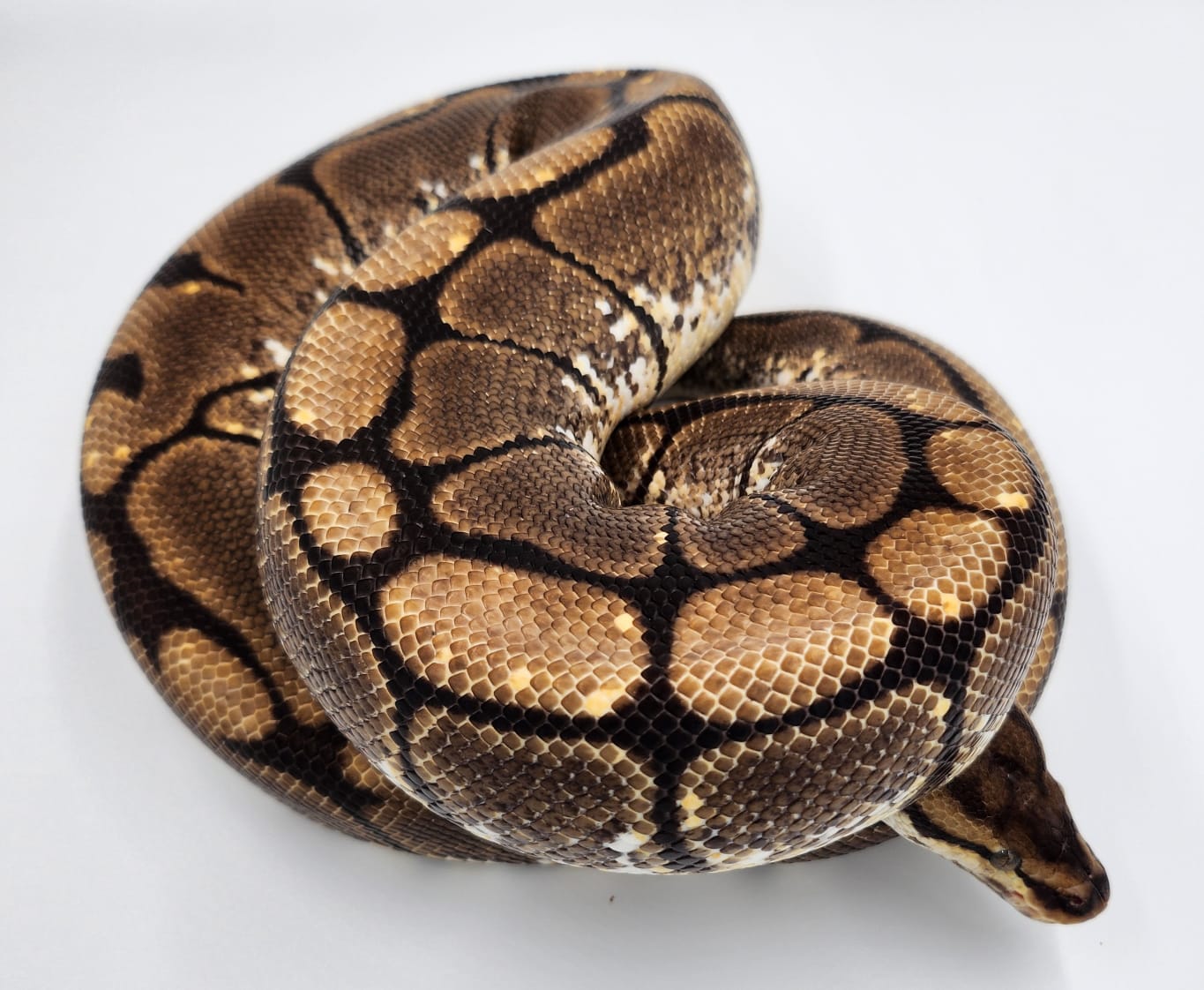 Adult Female Spider Royal Python (REHOME ONLY)