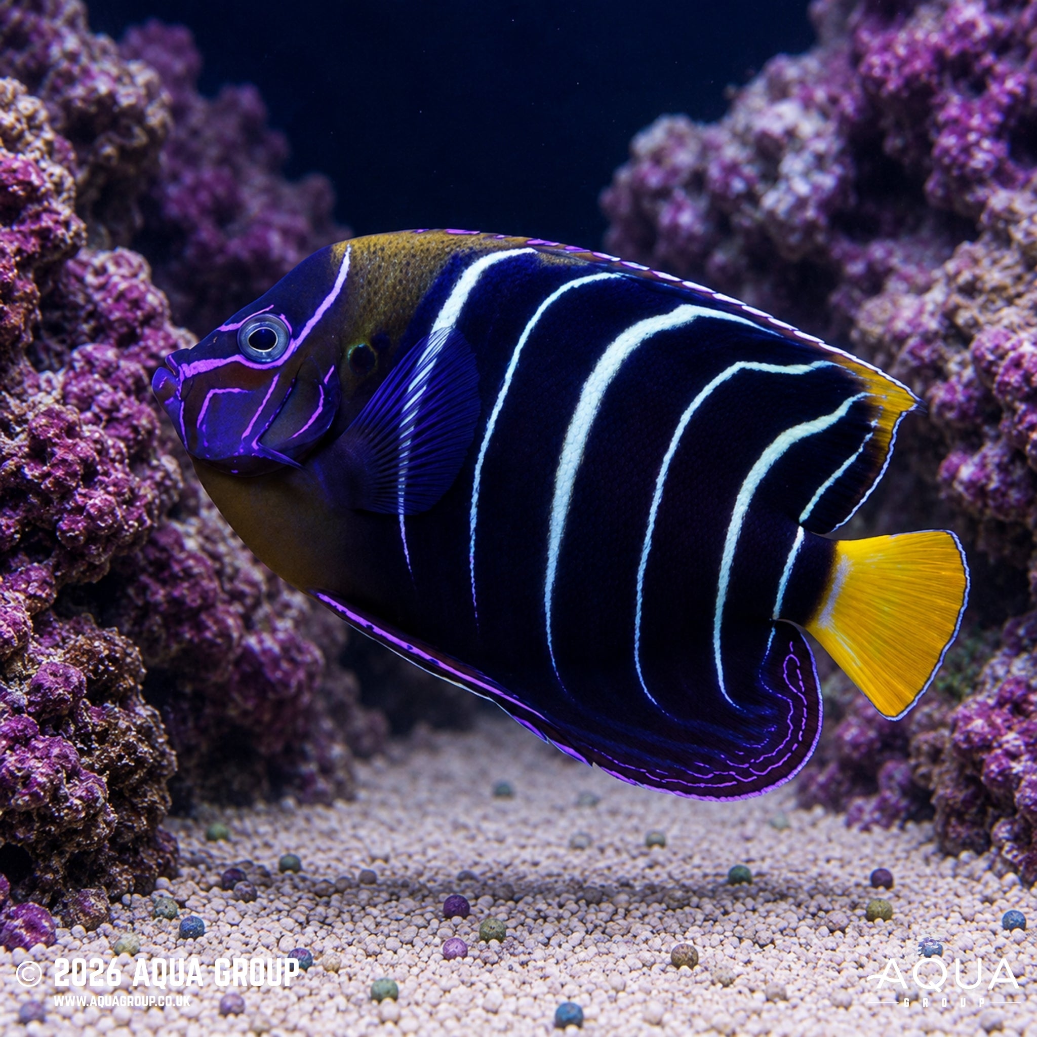 African Angel - Centropyge acanthops
