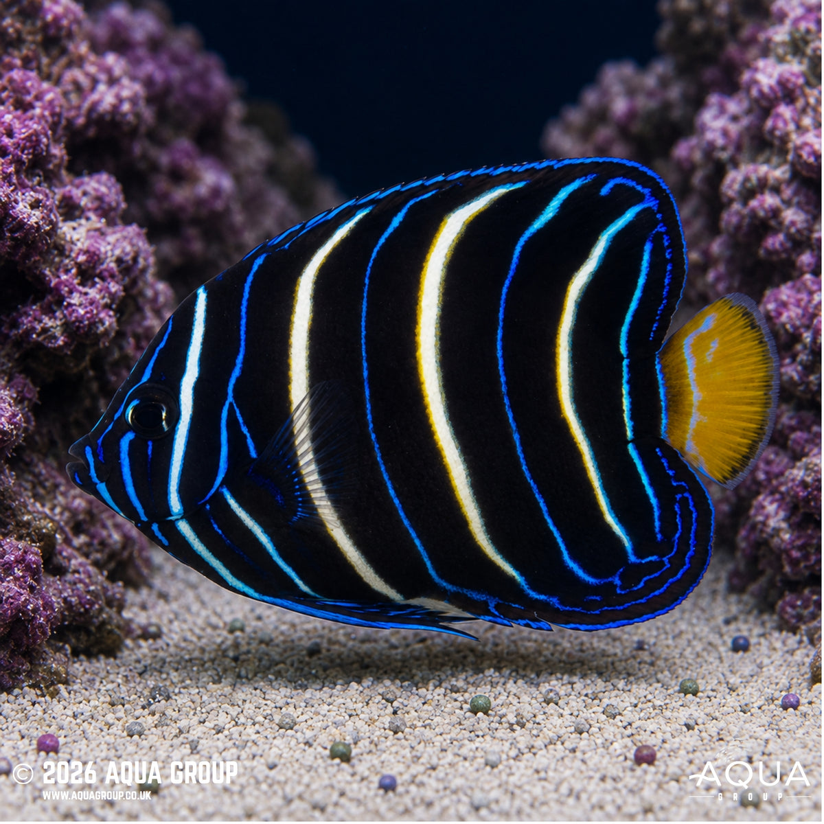 African Angel - Centropyge acanthops