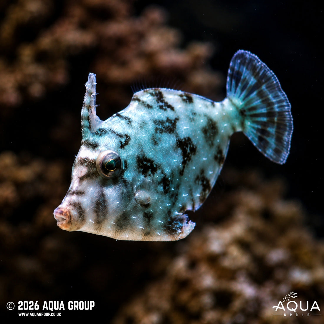 Filefish Aiptasia Eating Filefish - Acreichthys tomentosus