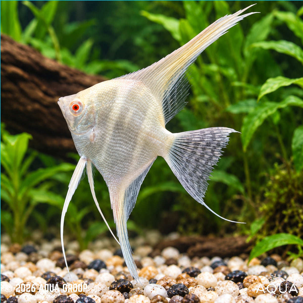 Albino Dantum - Pterophyllum scalare