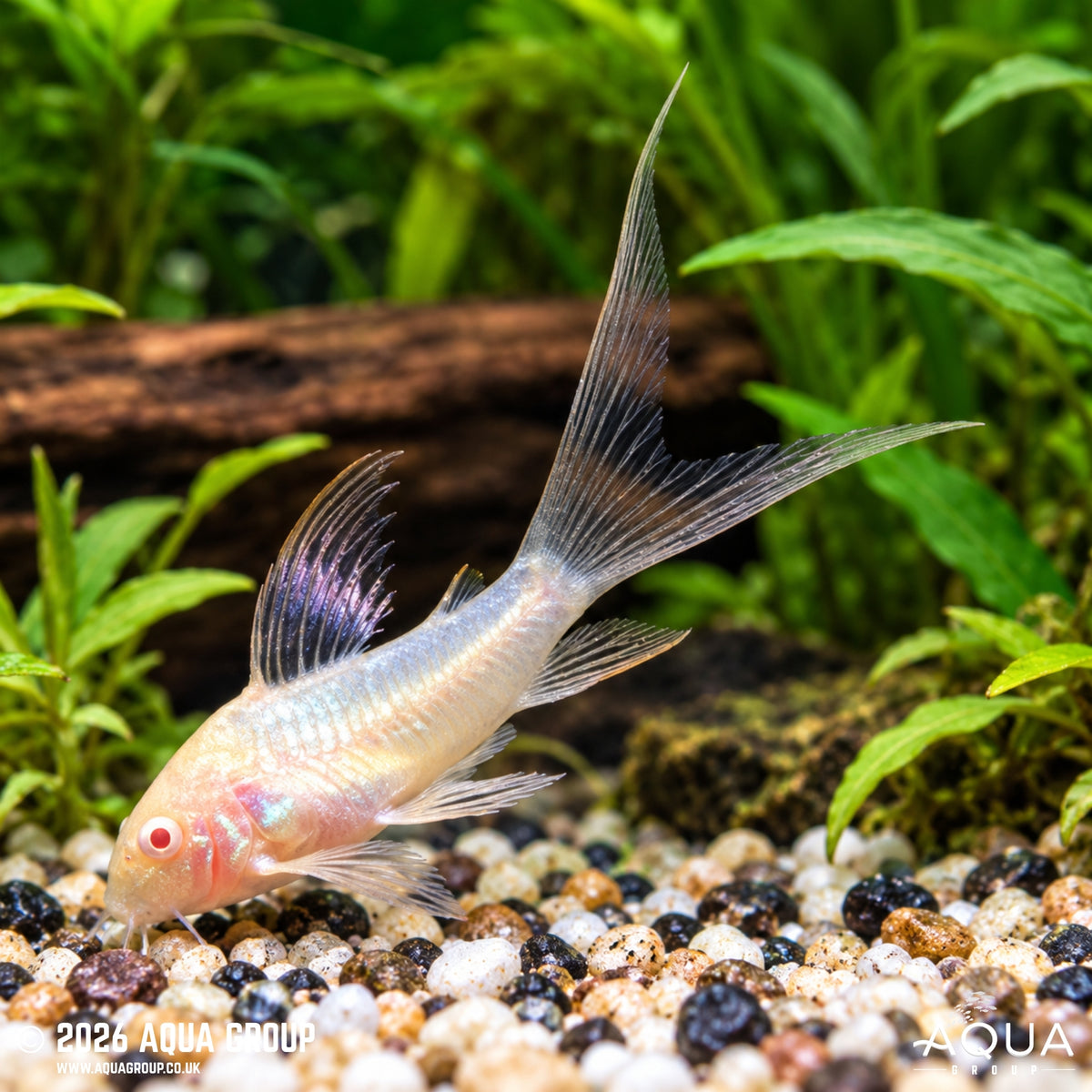 Albino Long Fin Cory - Osteogaster aenea var