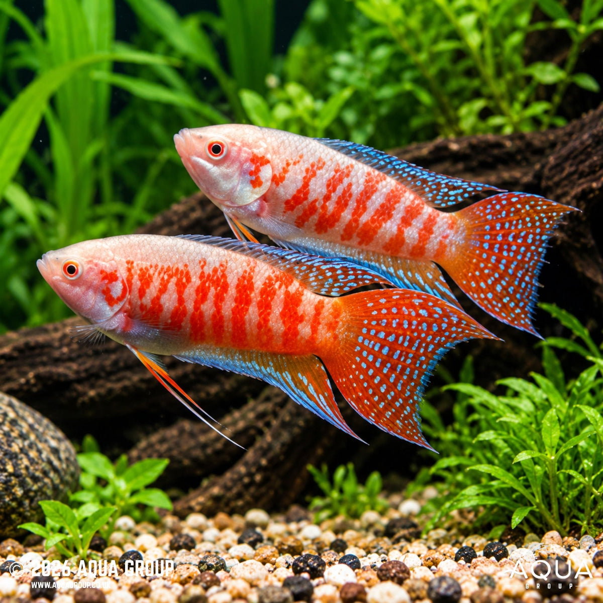 Albino Paradise Gourami – Macropodus opercularis