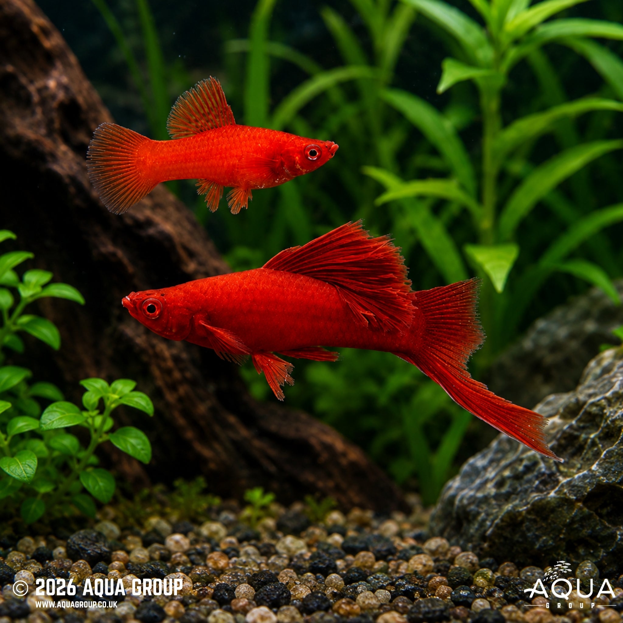Albino Red Cauliflower Swordtail - Xiphophorus hellerii