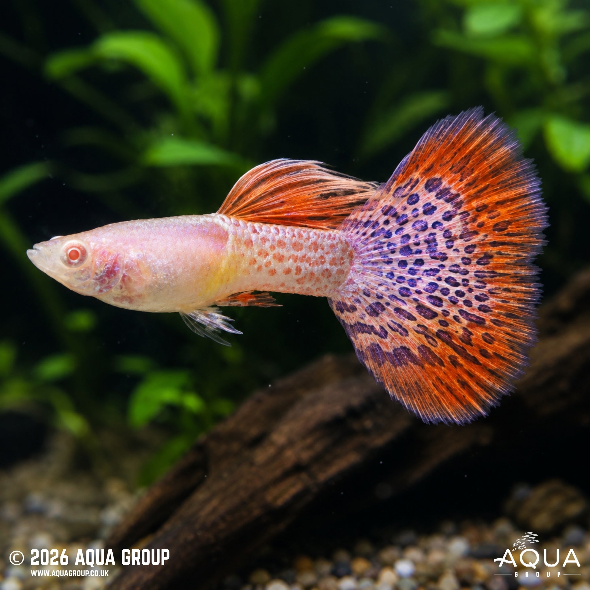 Albino Redlace Guppy - Poecilia reticulata