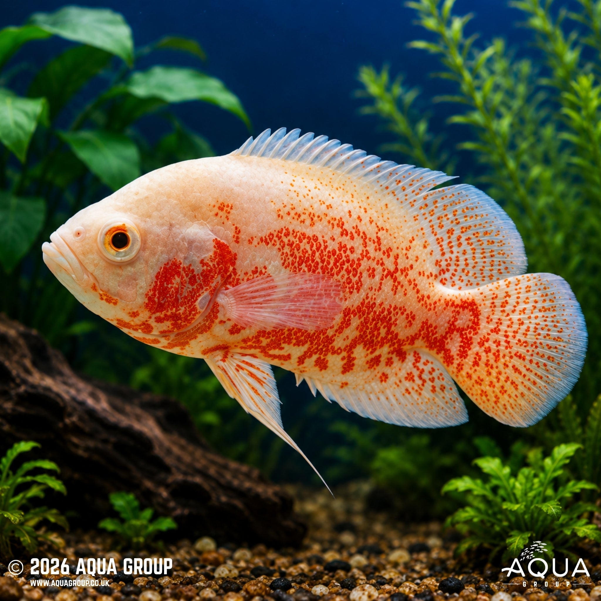 Albino Red Tiger Oscar - Astronotus ocellatus