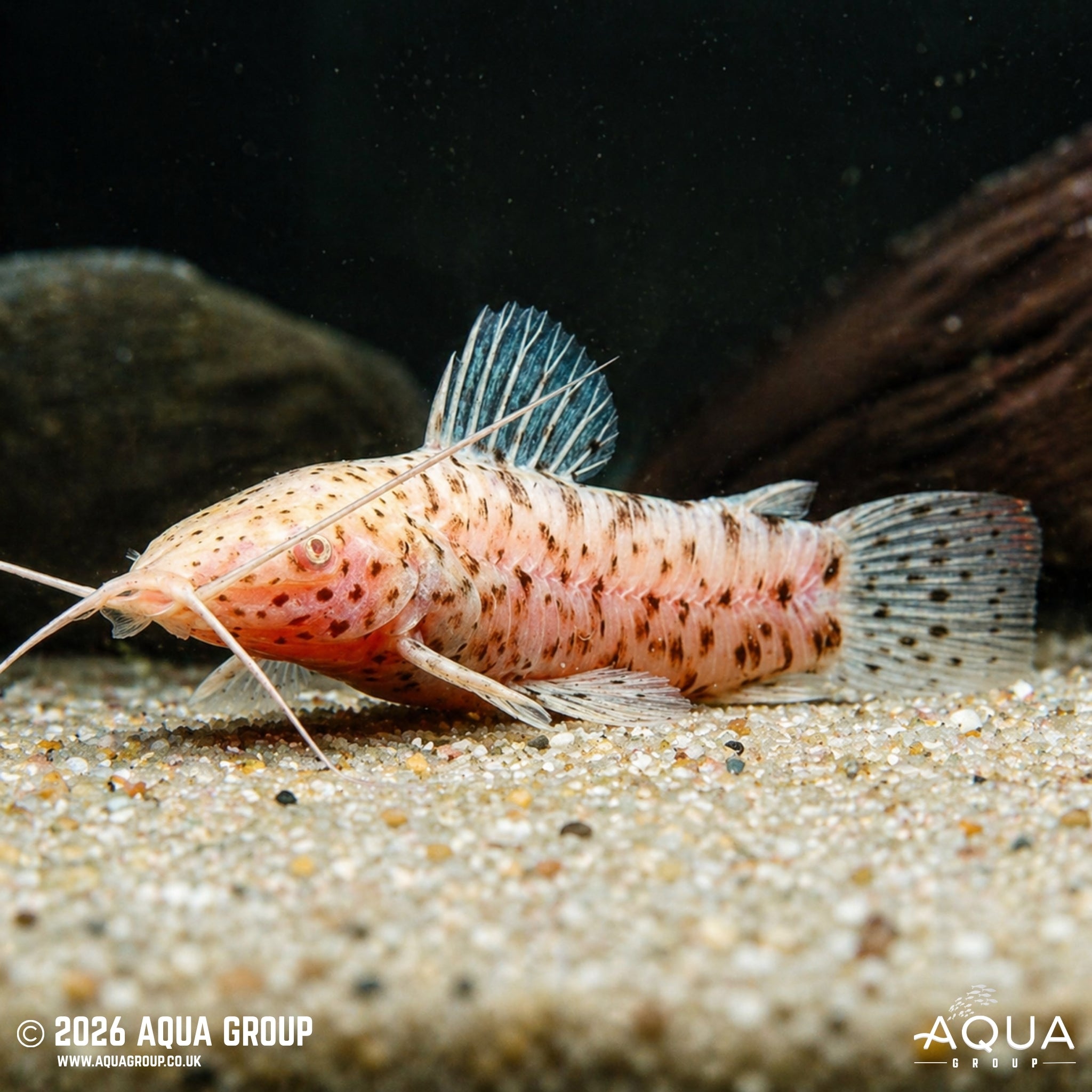 Albino Hoplo Catfish - Megalechis thoracata