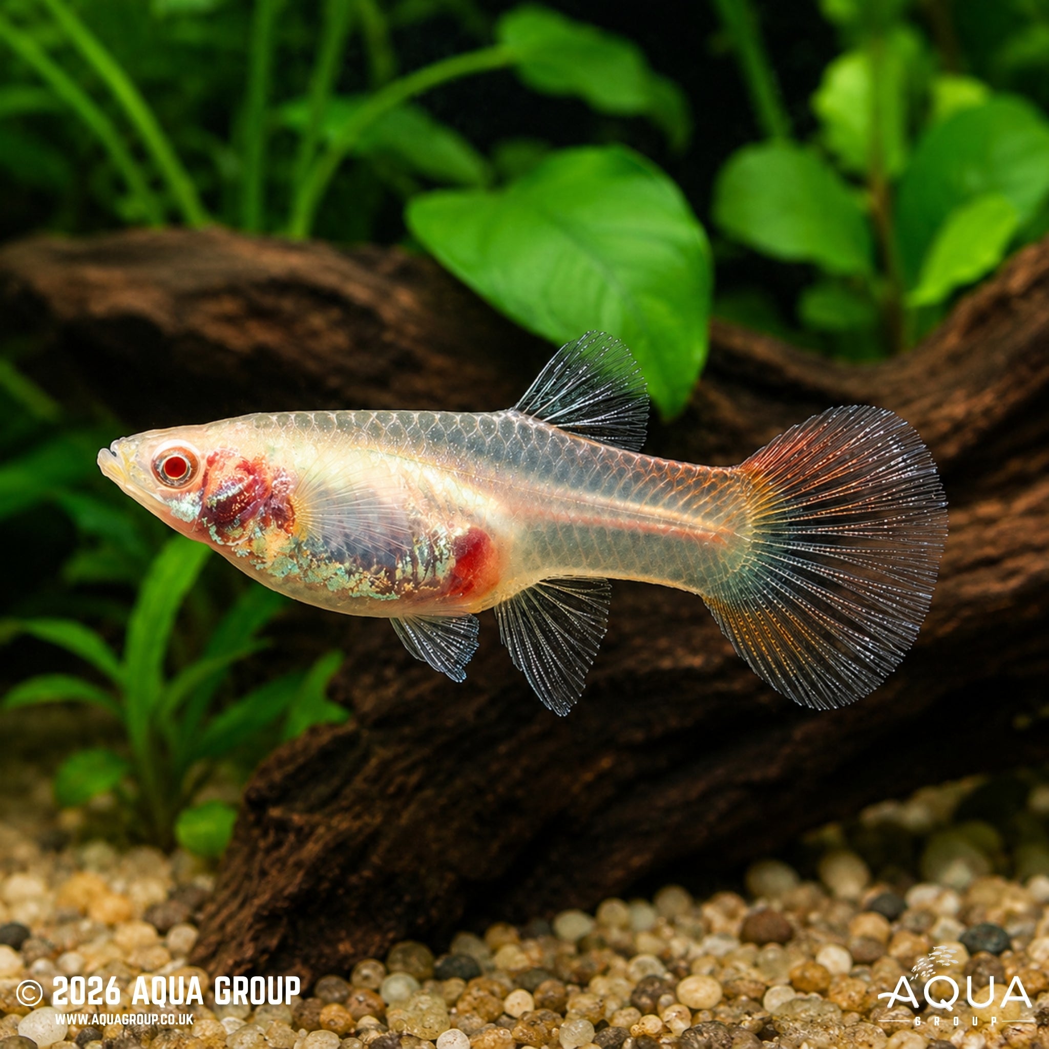 Albino Redlace Guppy - Poecilia reticulata - Aqua Group