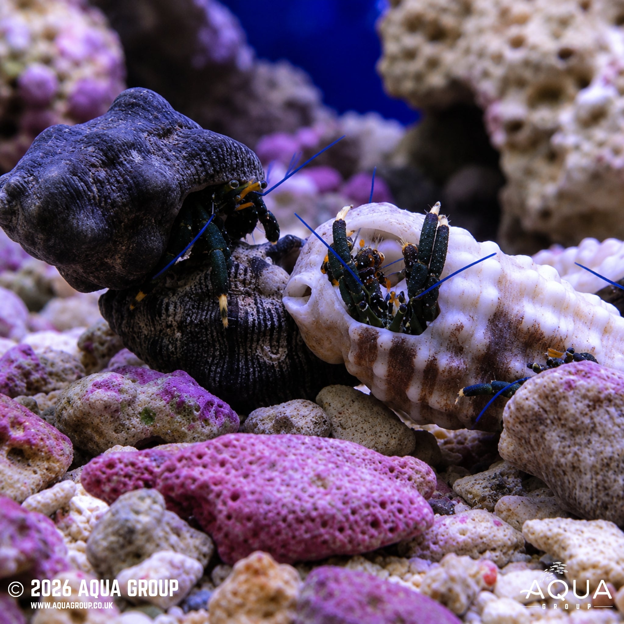 Algae-Eating Hermit Crab - Clibanarius spp.