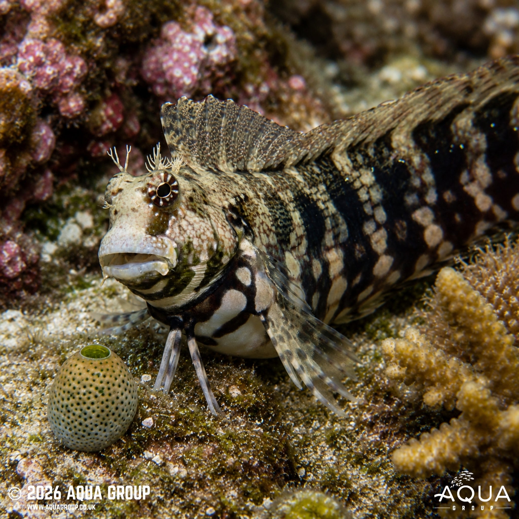 Algae Blenny - Salarias fasciatus - Aqua Group
