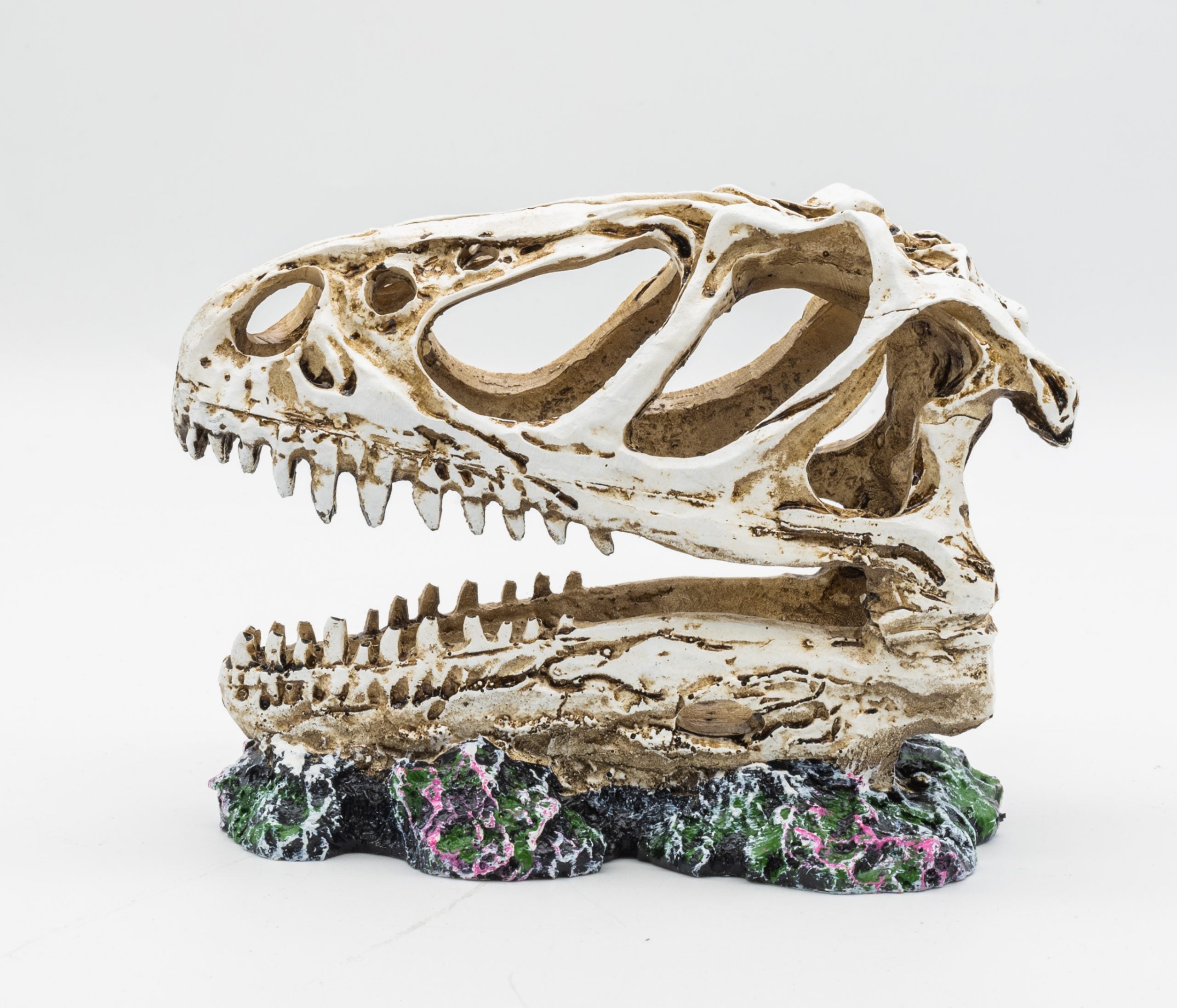 Allosaurus Skull