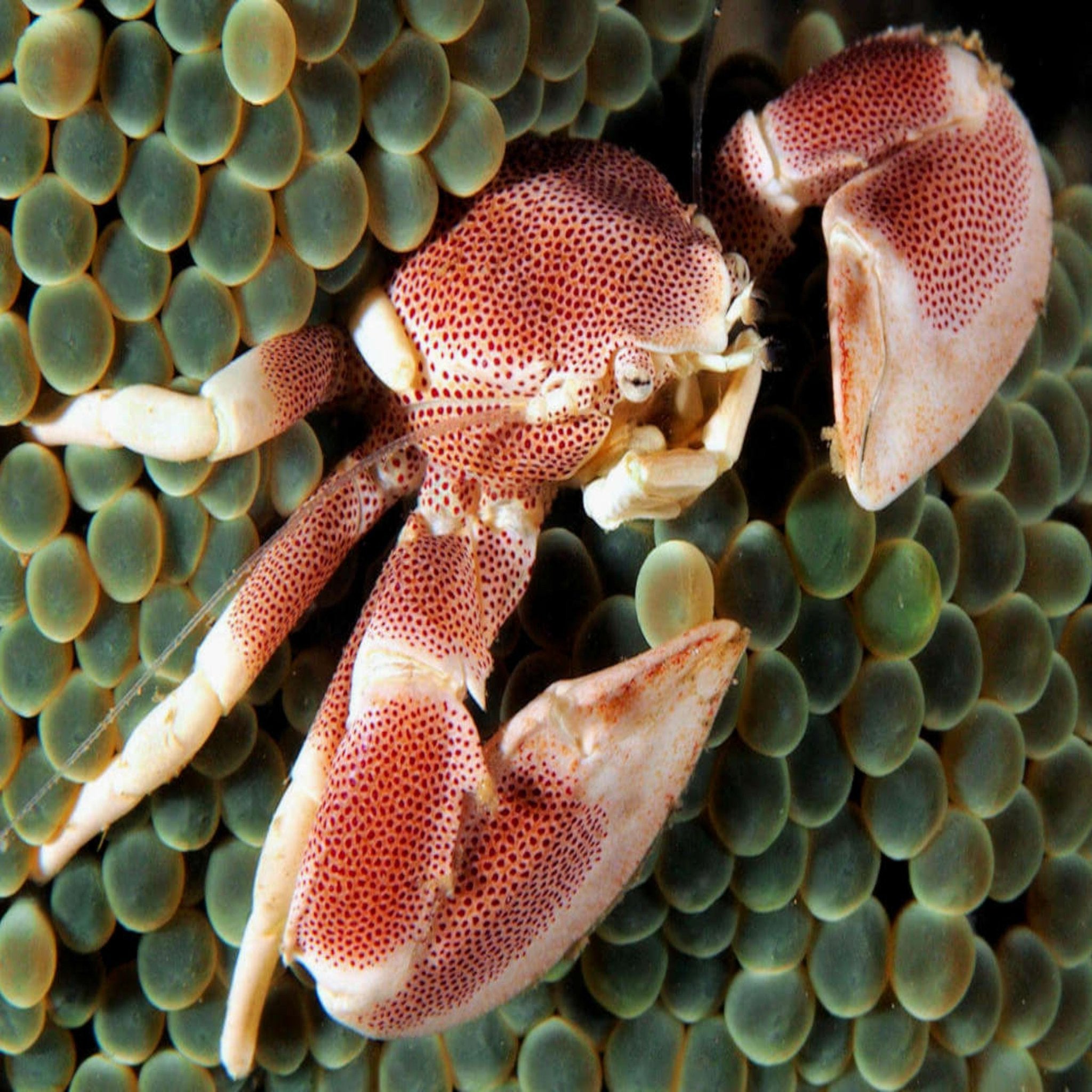 Anemone Crab - Pink