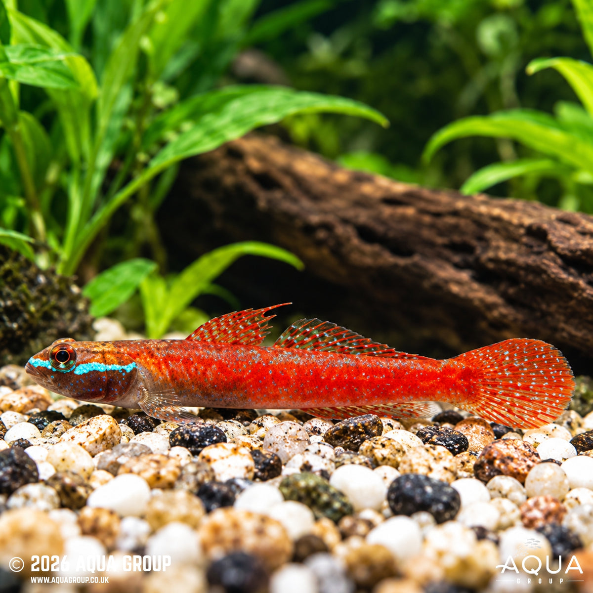 Annie's Stiphodon - Stiphodon annieae