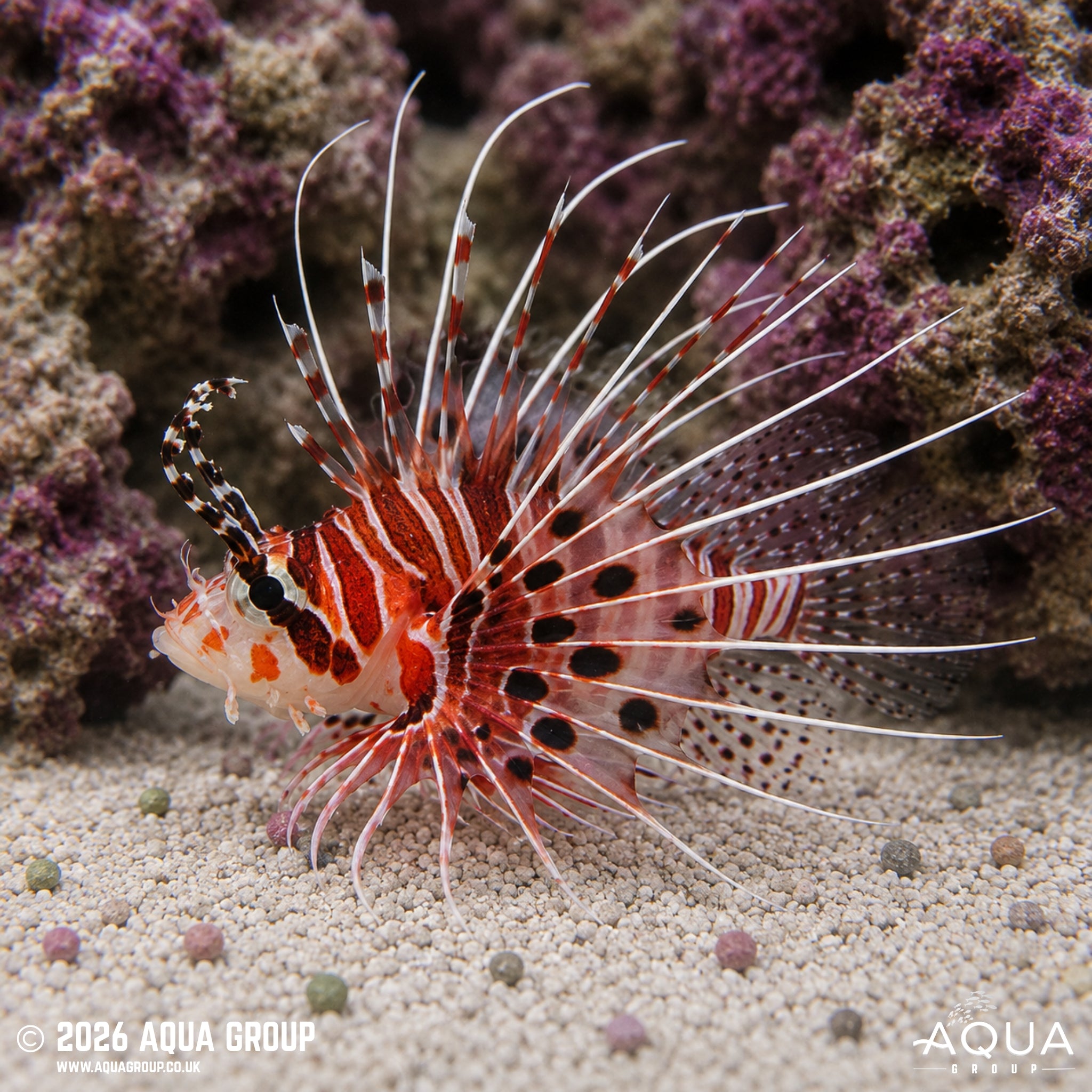 Antennata Lionfish - Pterois antennata
