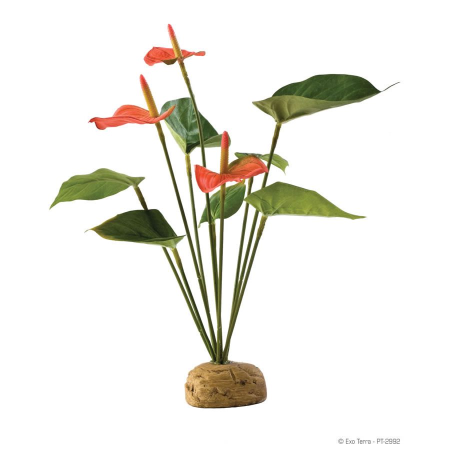 Anthurium Bush