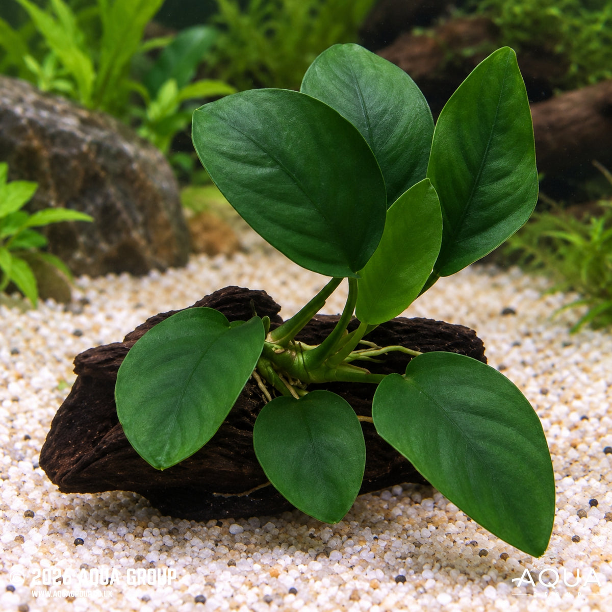 Anubias nana on Small Wood - Anubias nana