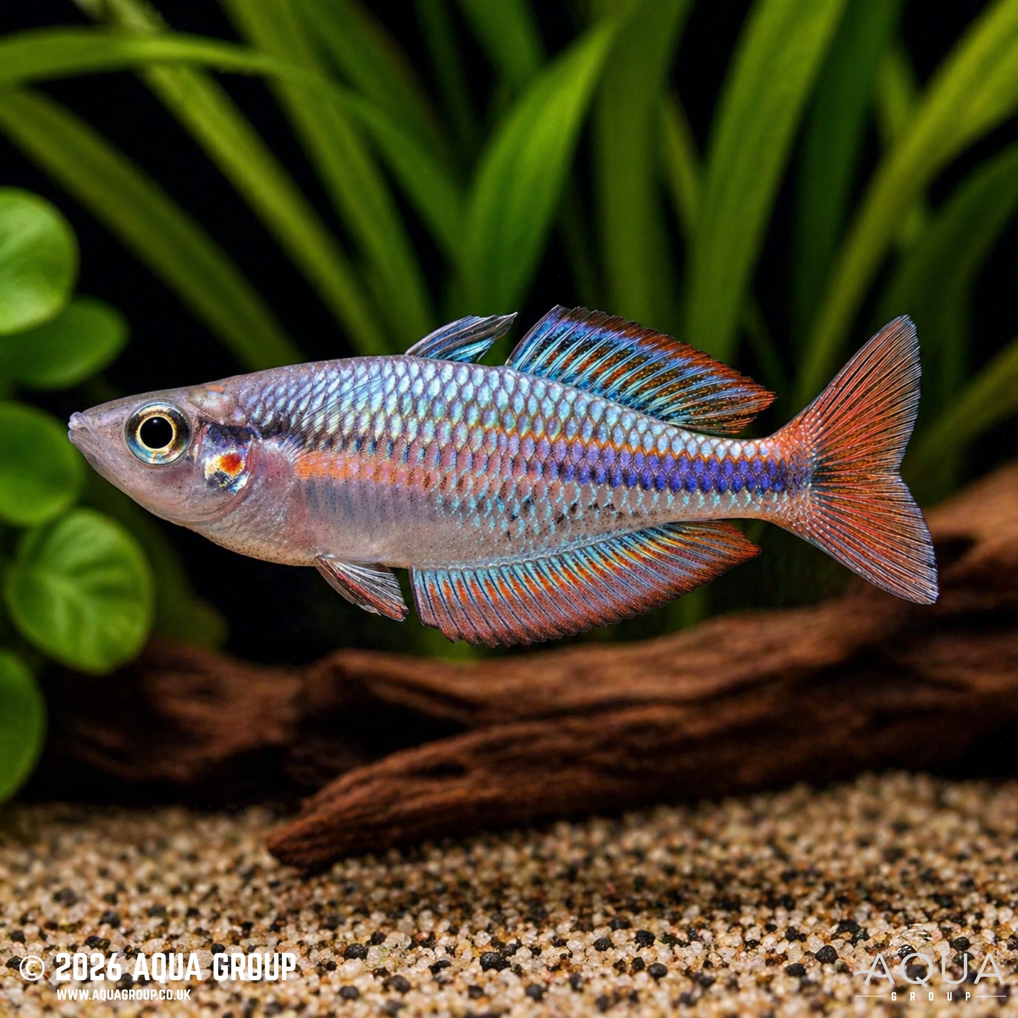 Aru Rainbowfish - Melanotaenia picta