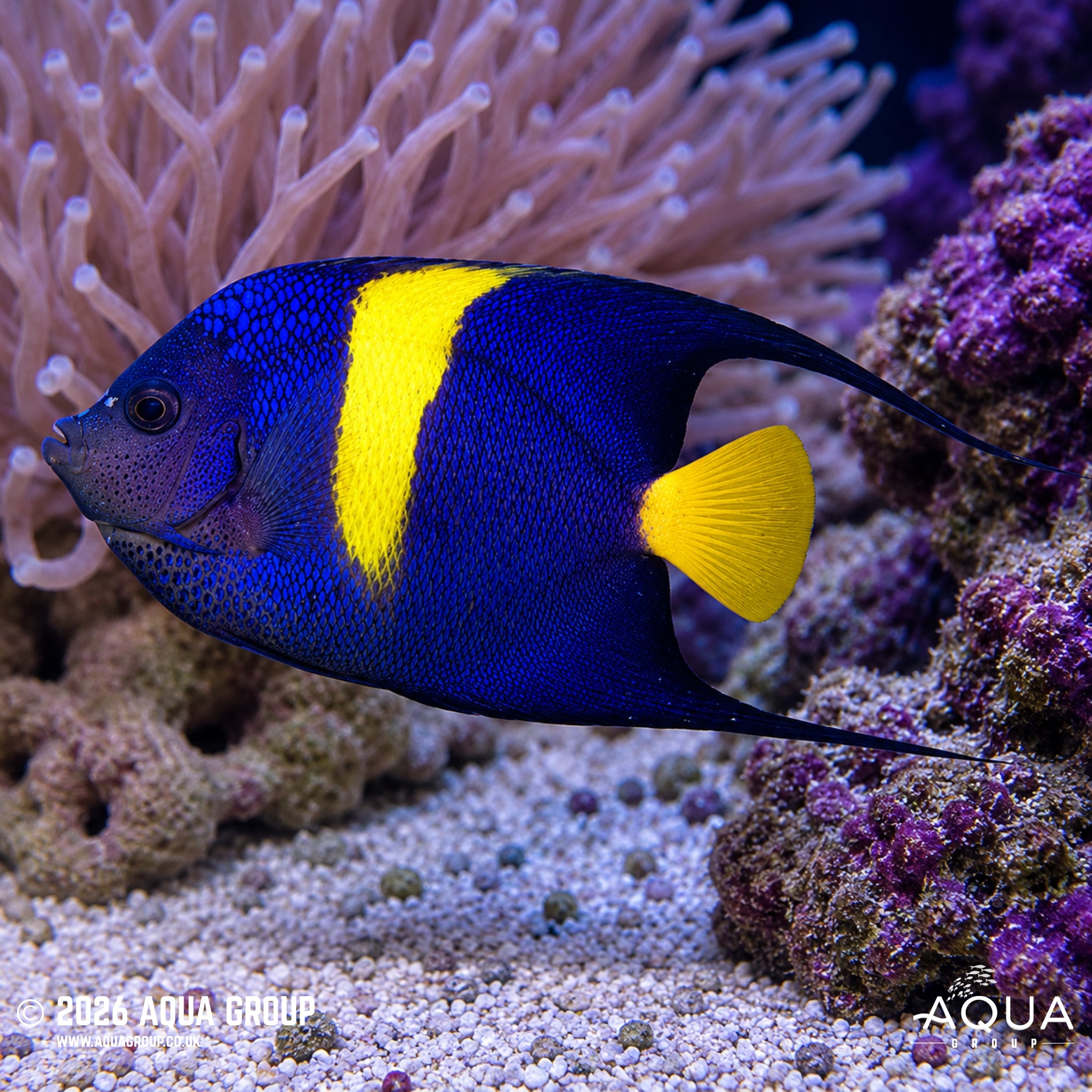 Asfur Angelfish - Pomacanthus asfur