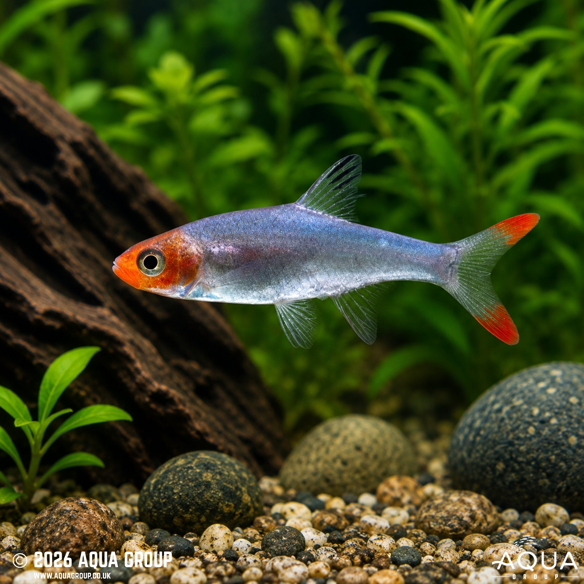 Asian Rummynose Rasbora - Sawbwa resplendens