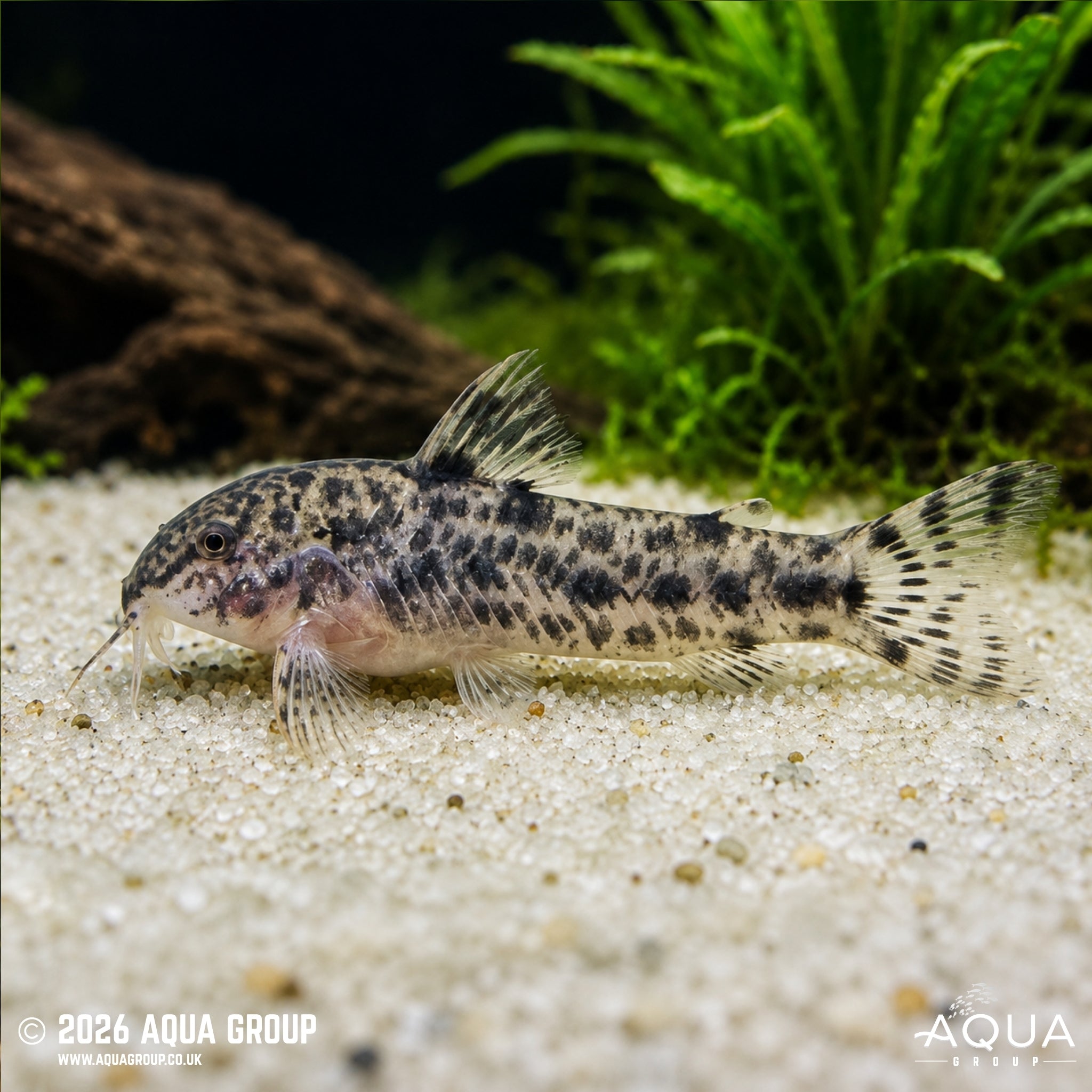 Aspidoras rochai - Aspidoras rochai