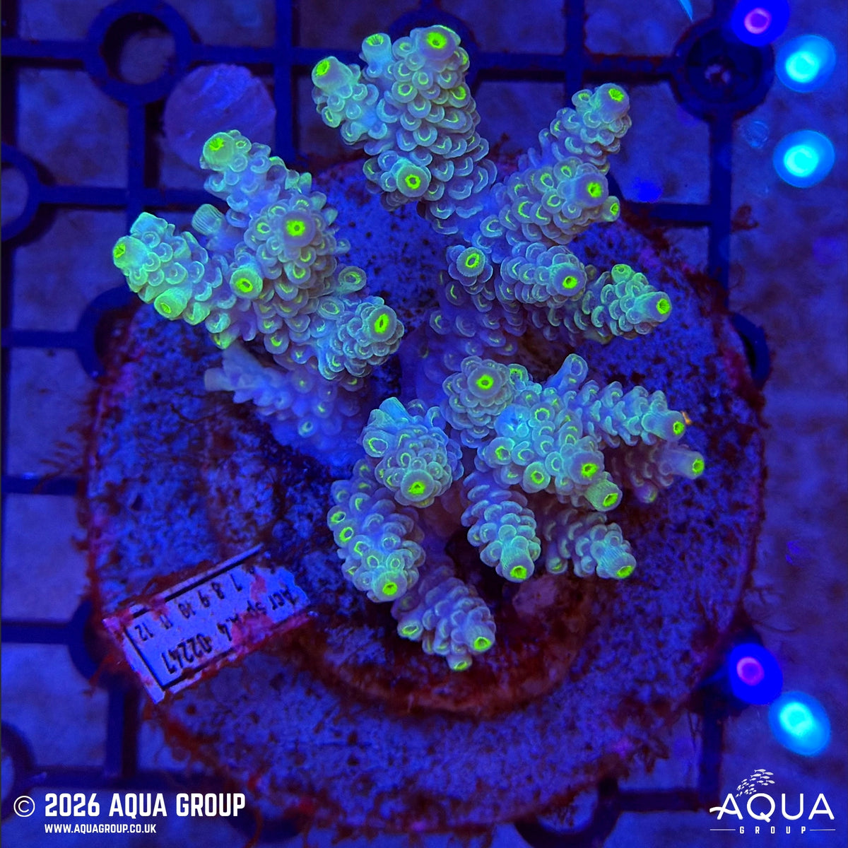 Assorted Acropora #1 - WYSIWYG
