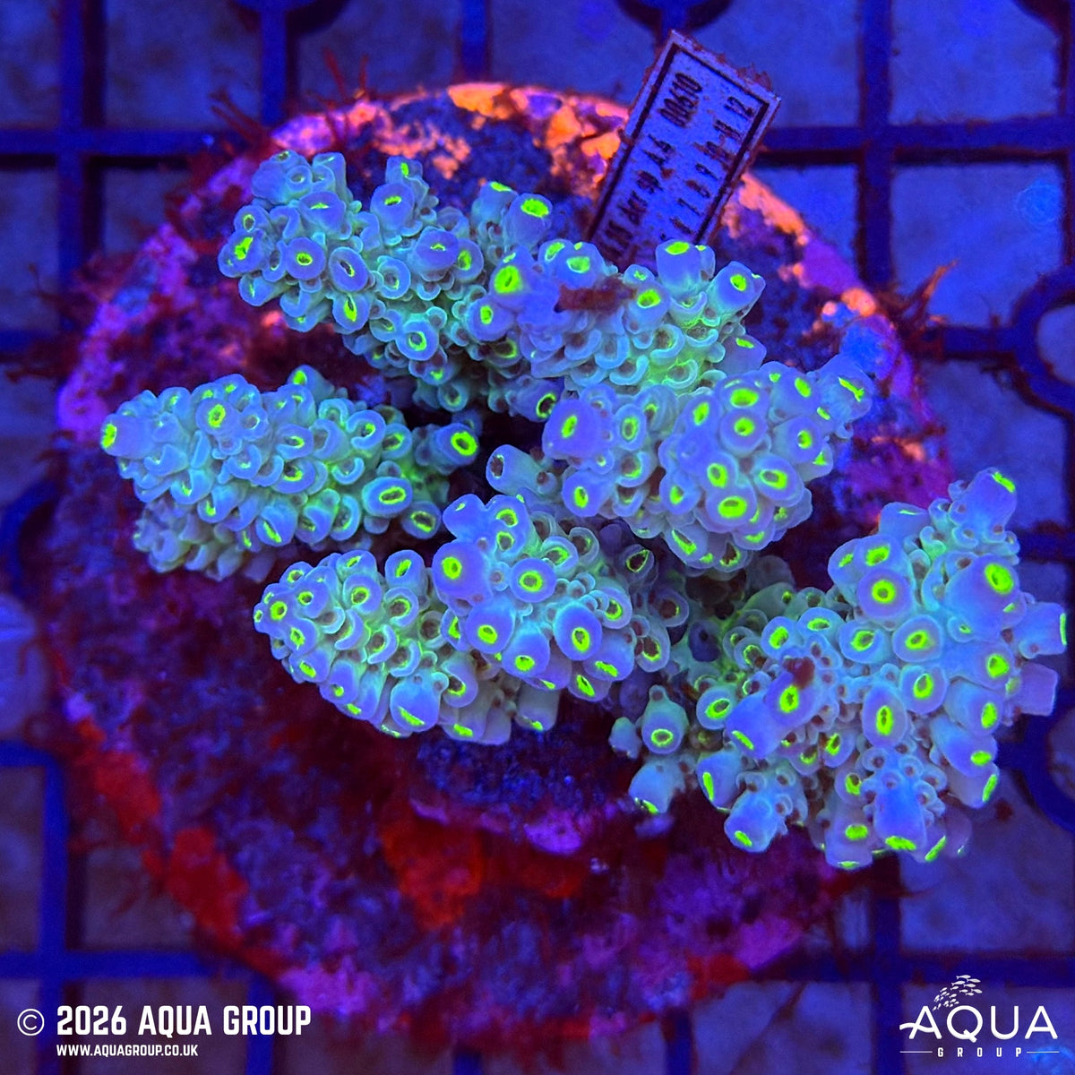 Assorted Acropora #12 - WYSIWYG