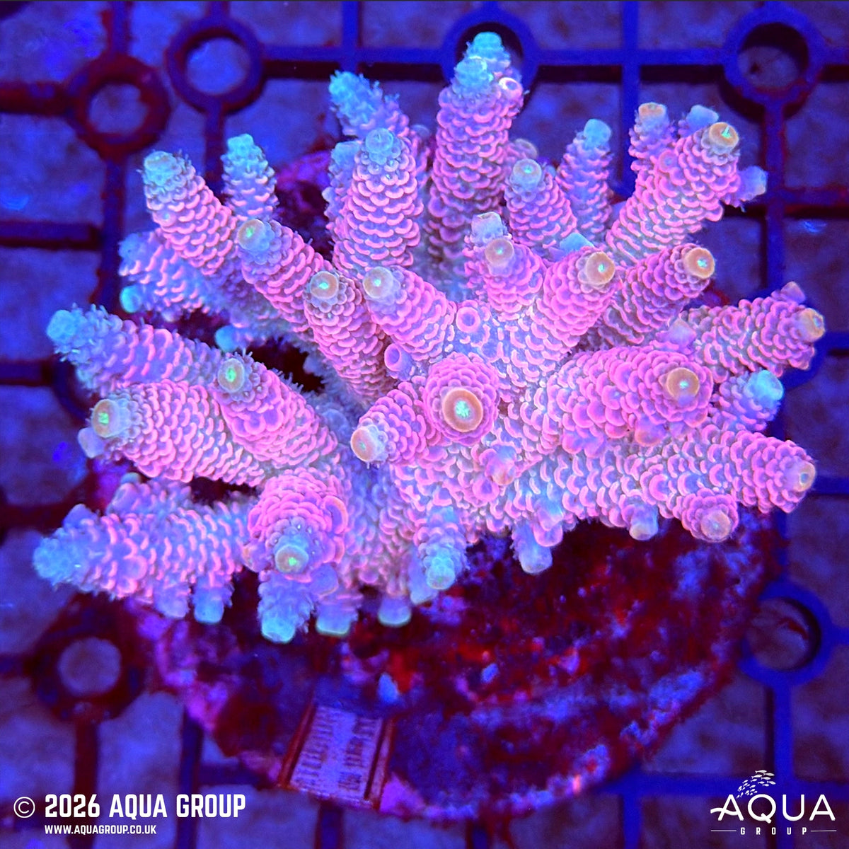Assorted Acropora #14 - WYSIWYG