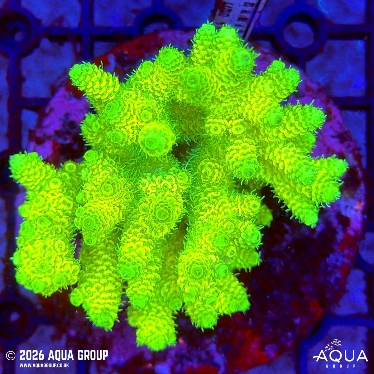 Assorted Acropora #17 - WYSIWYG