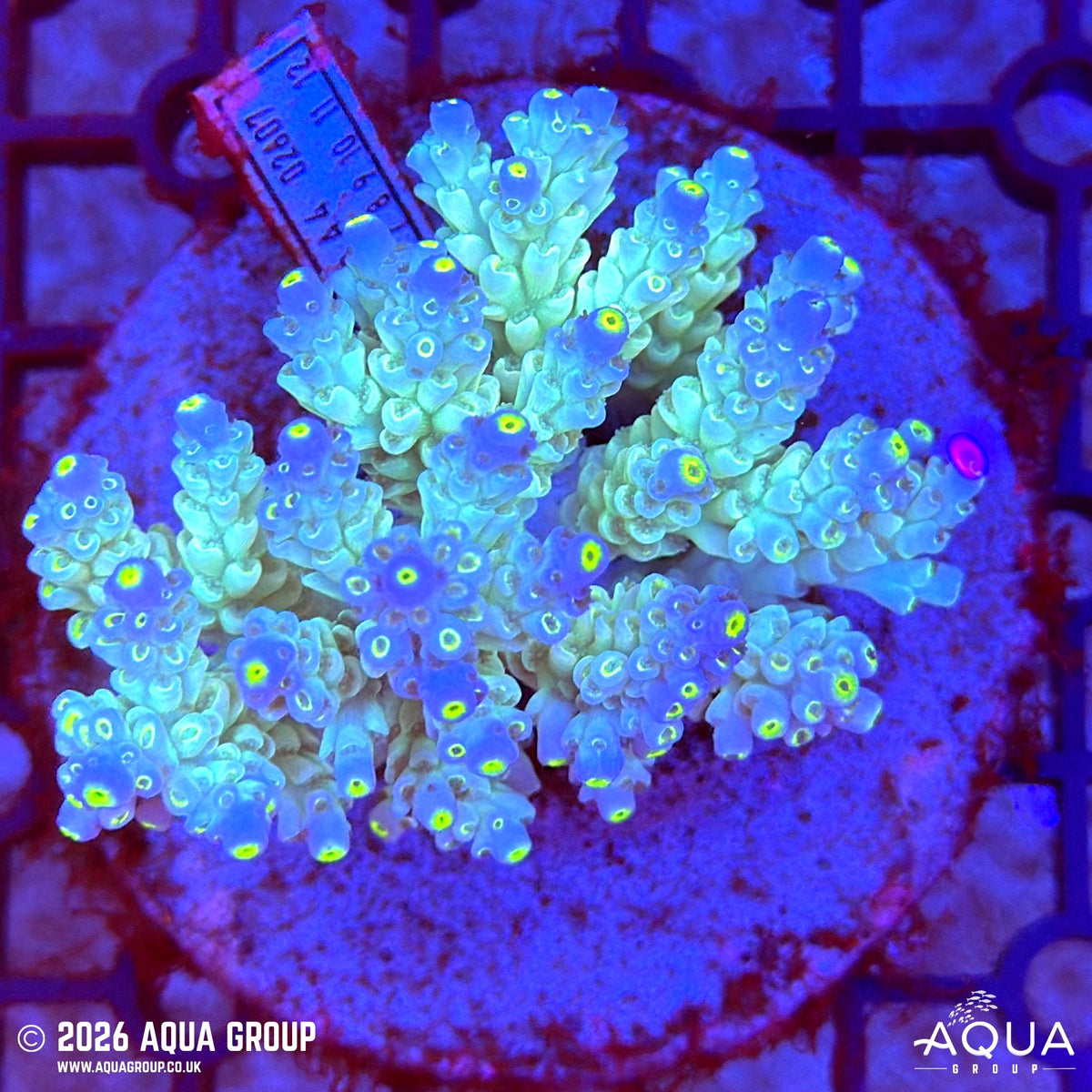 Assorted Acropora #18 - WYSIWYG