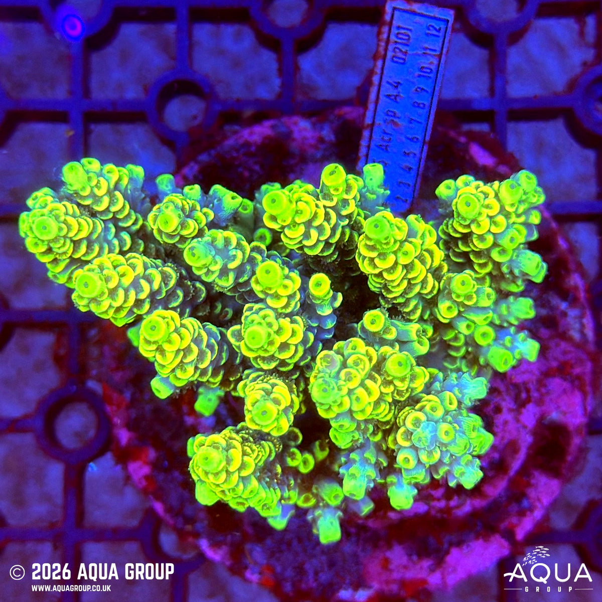 Assorted Acropora #19 - WYSIWYG