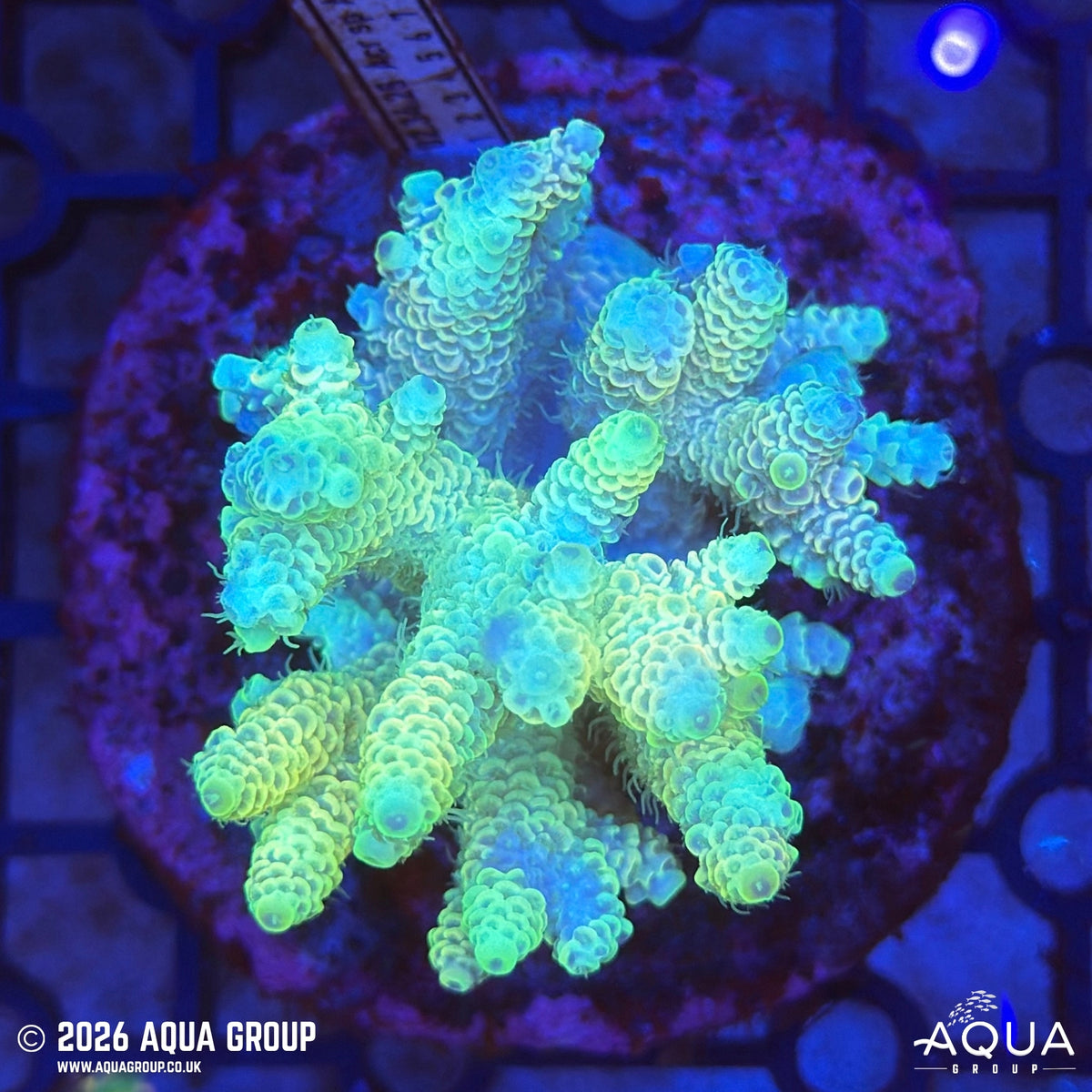 Assorted Acropora #2 - WYSIWYG