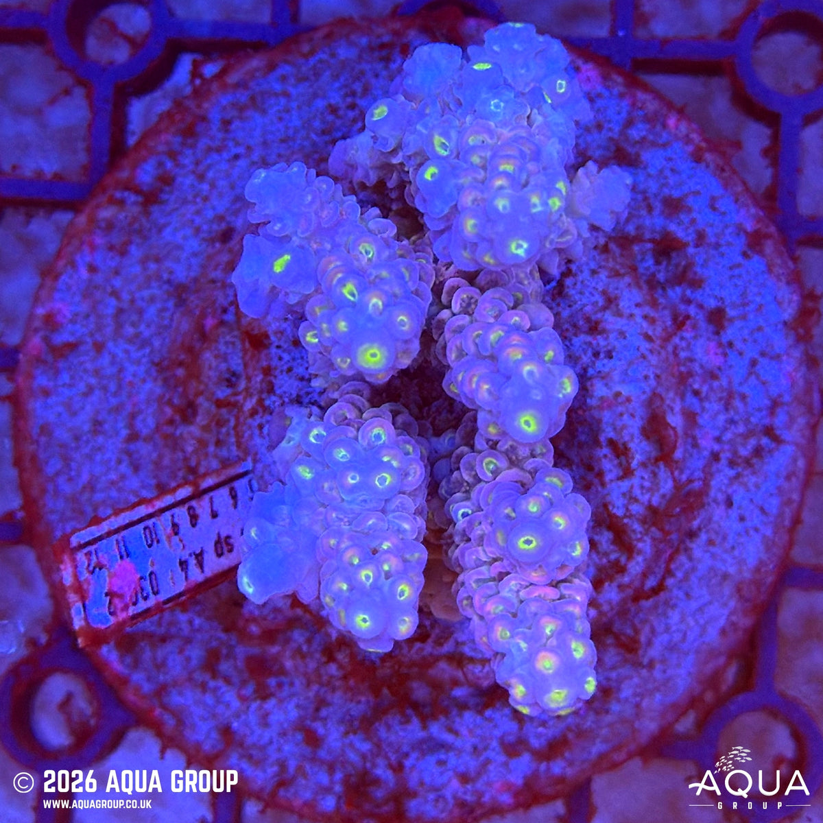 Assorted Acropora #20 - WYSIWYG