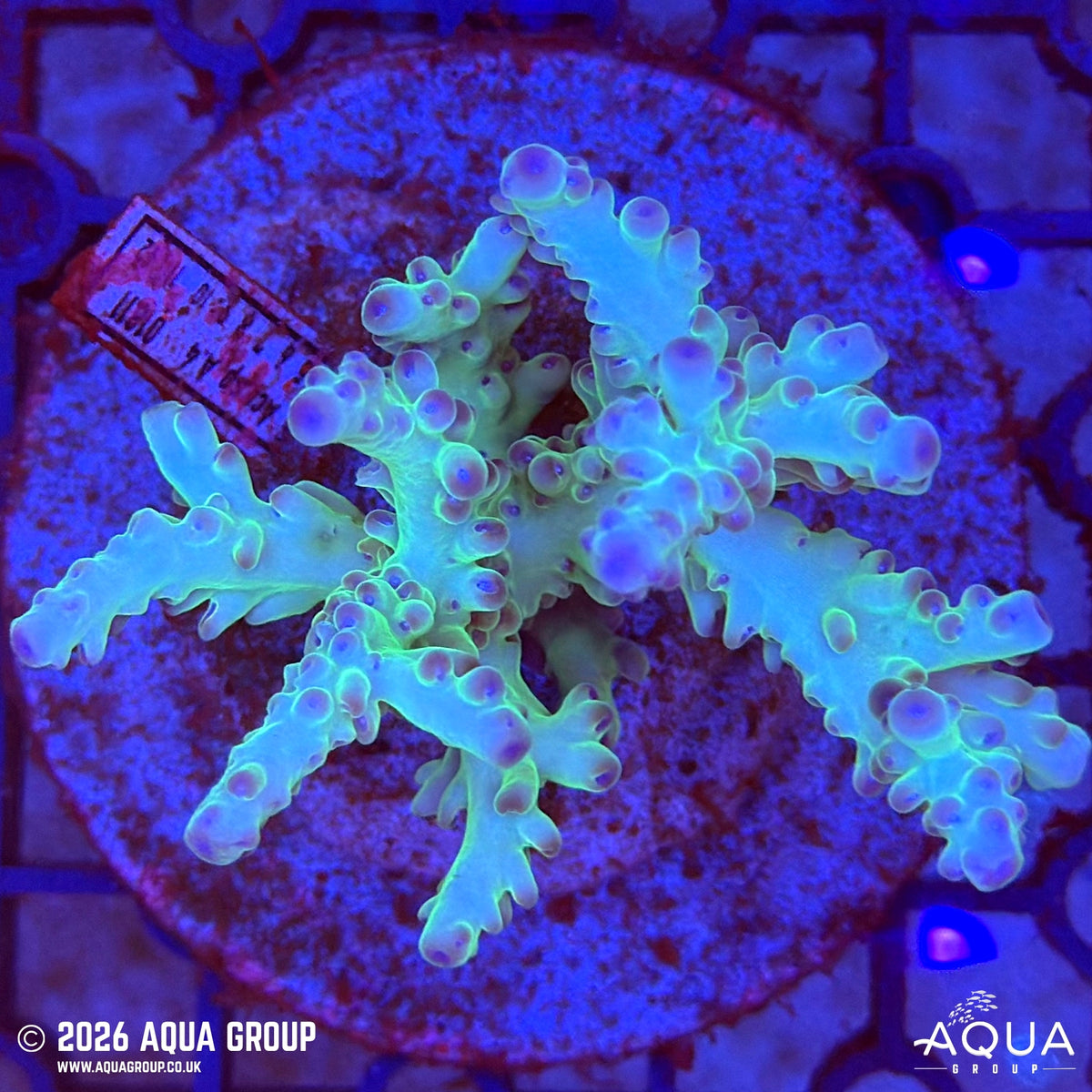Assorted Acropora #22 - WYSIWYG