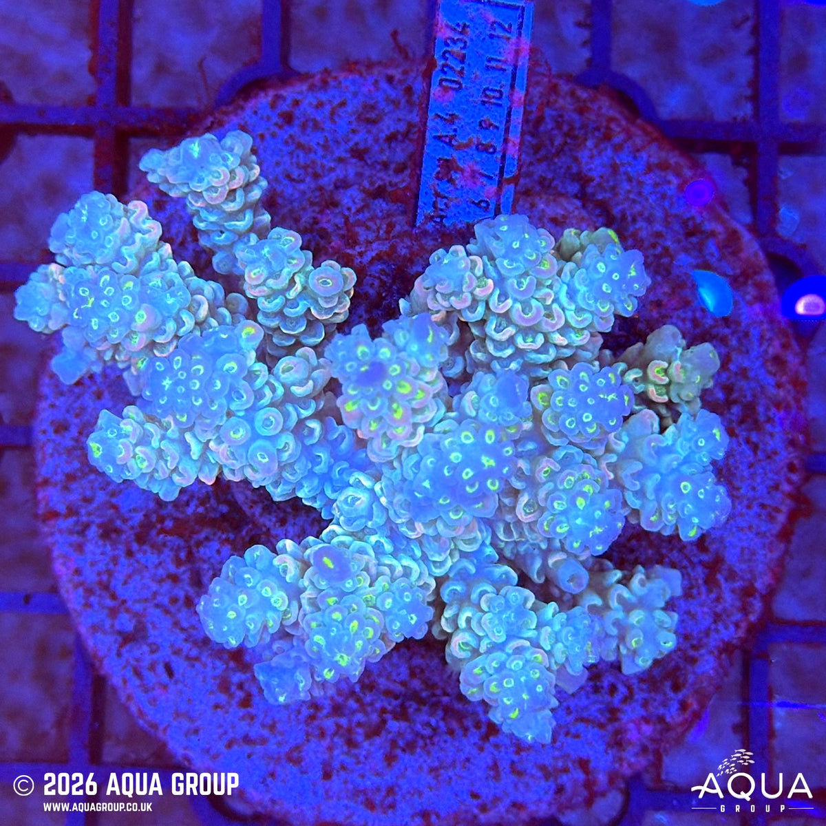 Assorted Acropora #23 - WYSIWYG