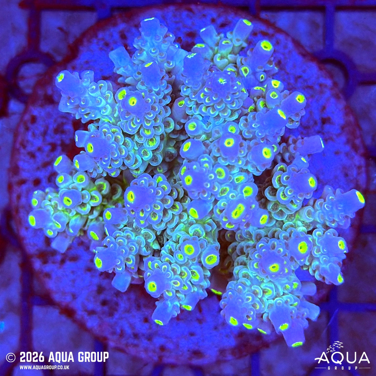 Assorted Acropora #24 - WYSIWYG