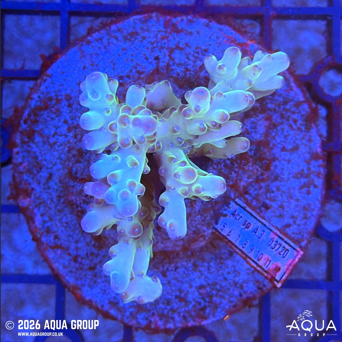 Assorted Acropora #25 - WYSIWYG