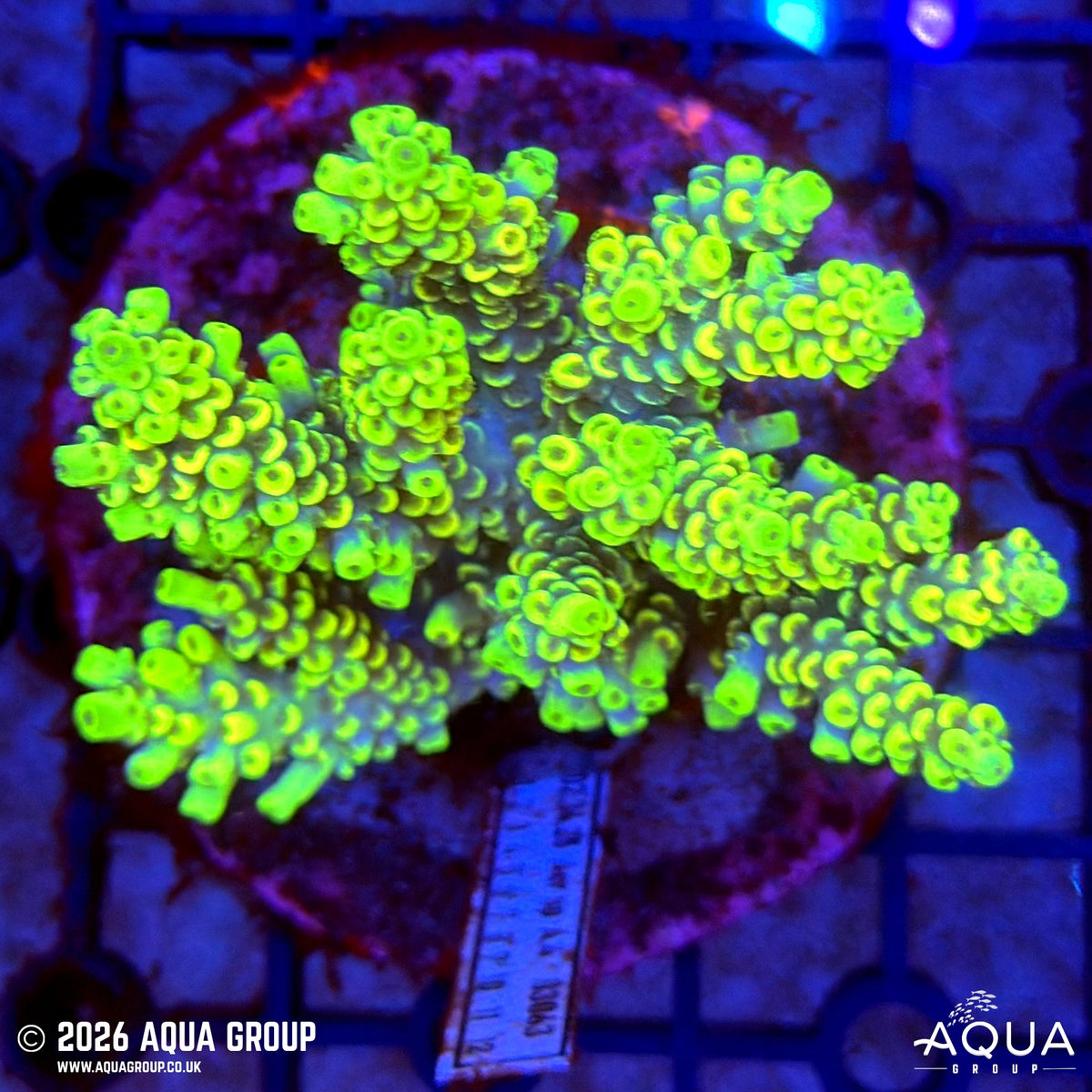 Assorted Acropora #27 - WYSIWYG