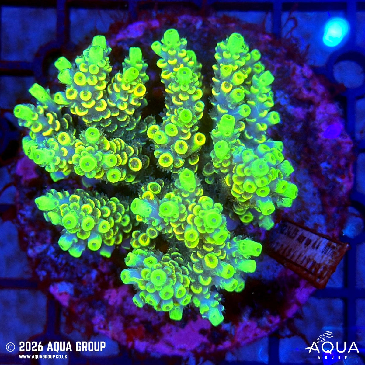 Assorted Acropora #28 - WYSIWYG