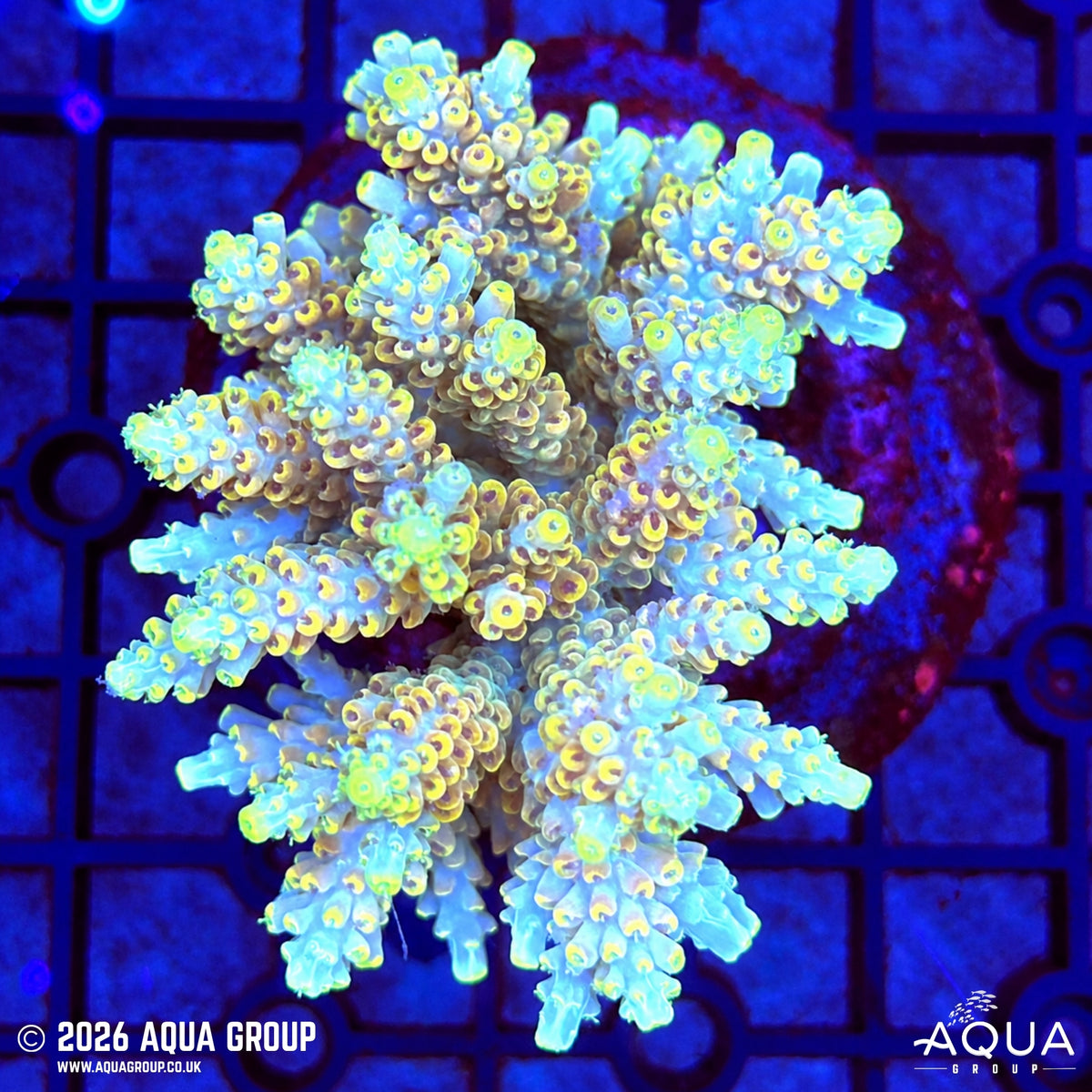 Assorted Acropora #29 - WYSIWYG